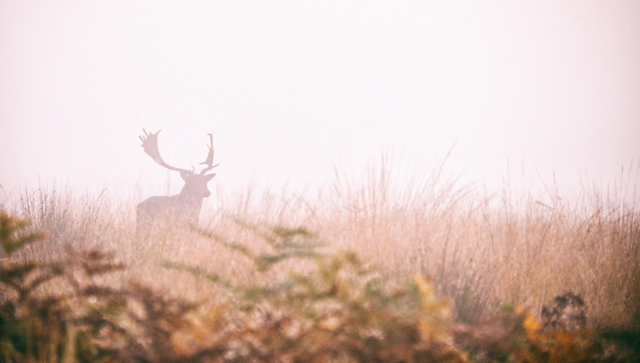 Nikon D800 + Sigma 150-600mm F5-6.3 DG OS HSM | S sample photo. Stag in mist photography