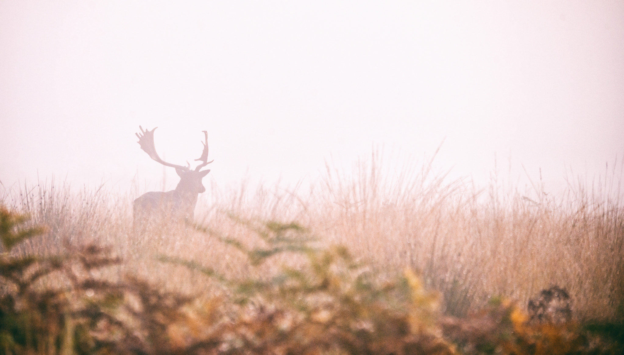Sigma 150-600mm F5-6.3 DG OS HSM | S sample photo. Stag in mist photography