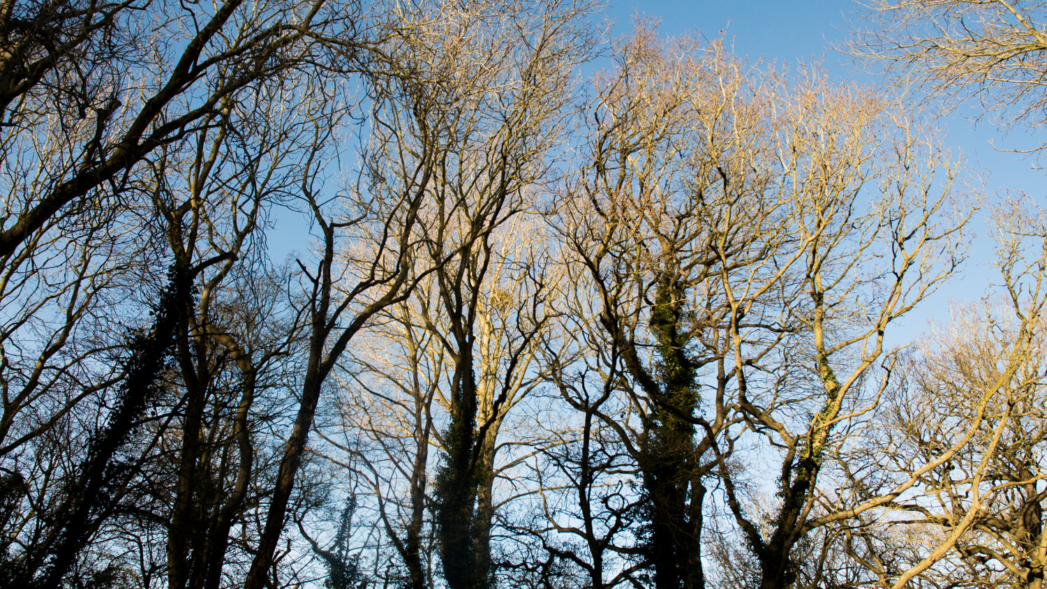 Nikon D3200 sample photo. Sunlight touching the branches photography