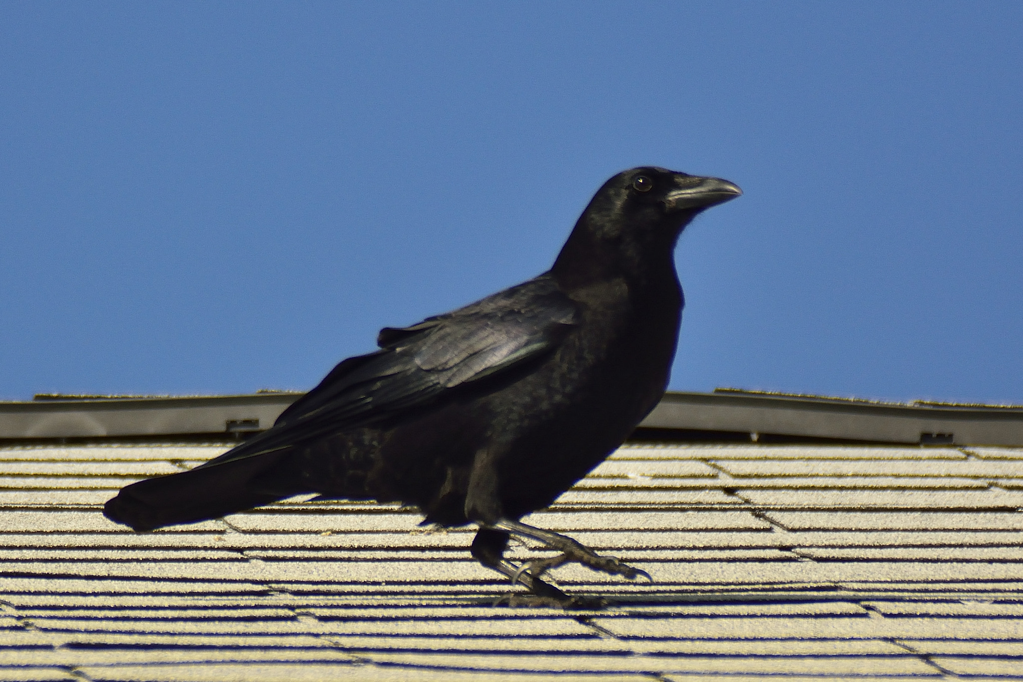 Nikon D7100 + Sigma APO 400mm F5.6 sample photo. Roof strutter photography