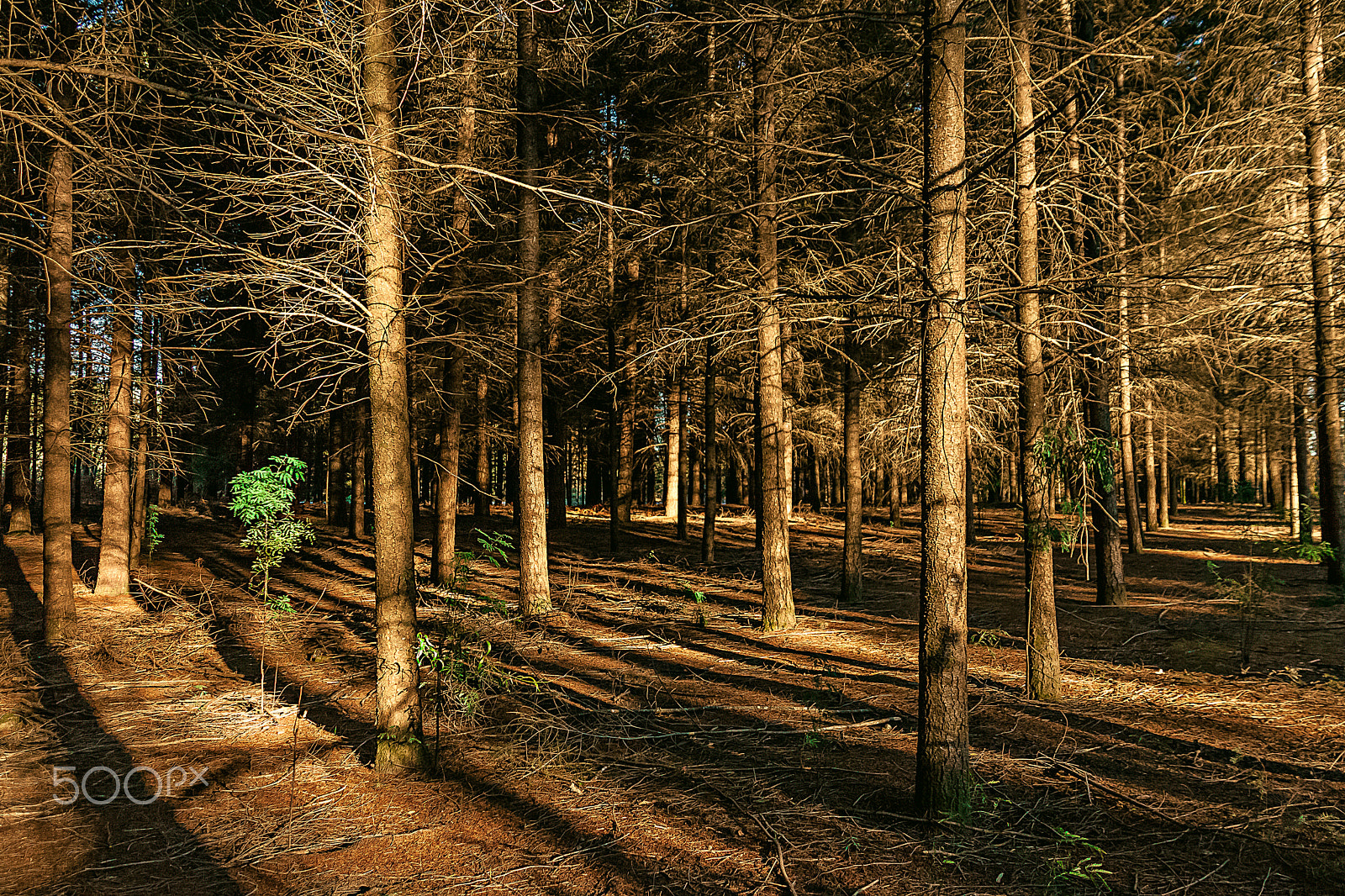 Canon EOS 500D (EOS Rebel T1i / EOS Kiss X3) sample photo. An army of trees. photography
