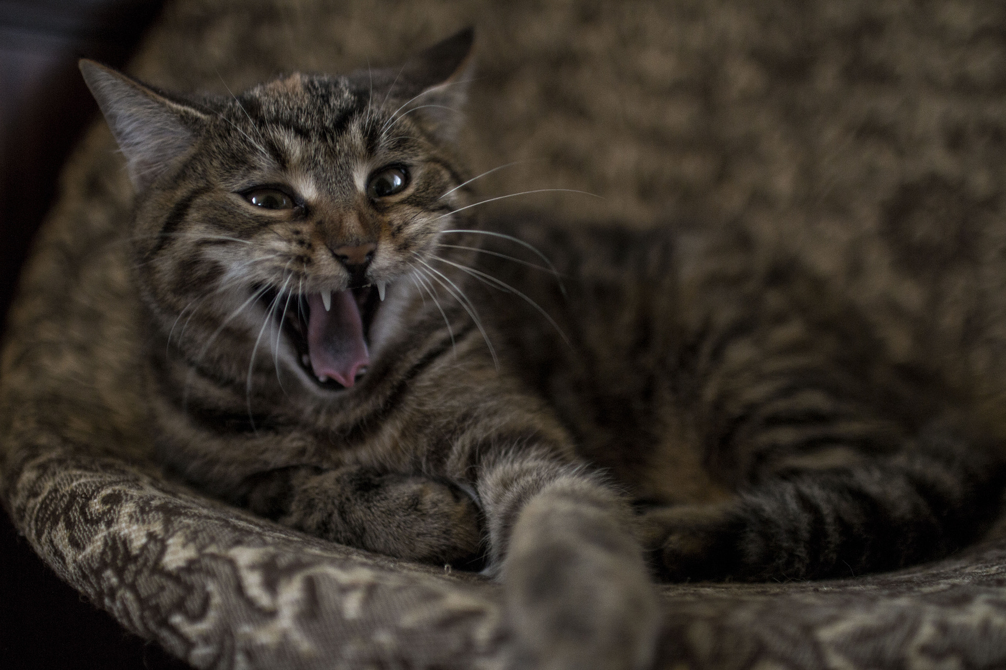 Sigma 30mm F1.4 EX DC HSM sample photo. Little kitty photography