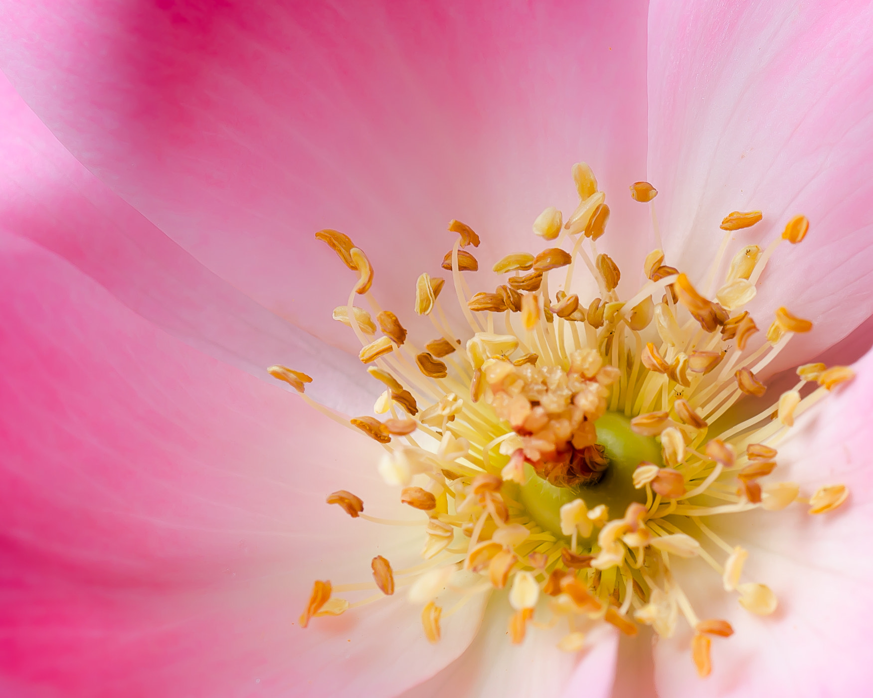 Sigma 105mm F2.8 EX DG OS HSM sample photo. Rose photography