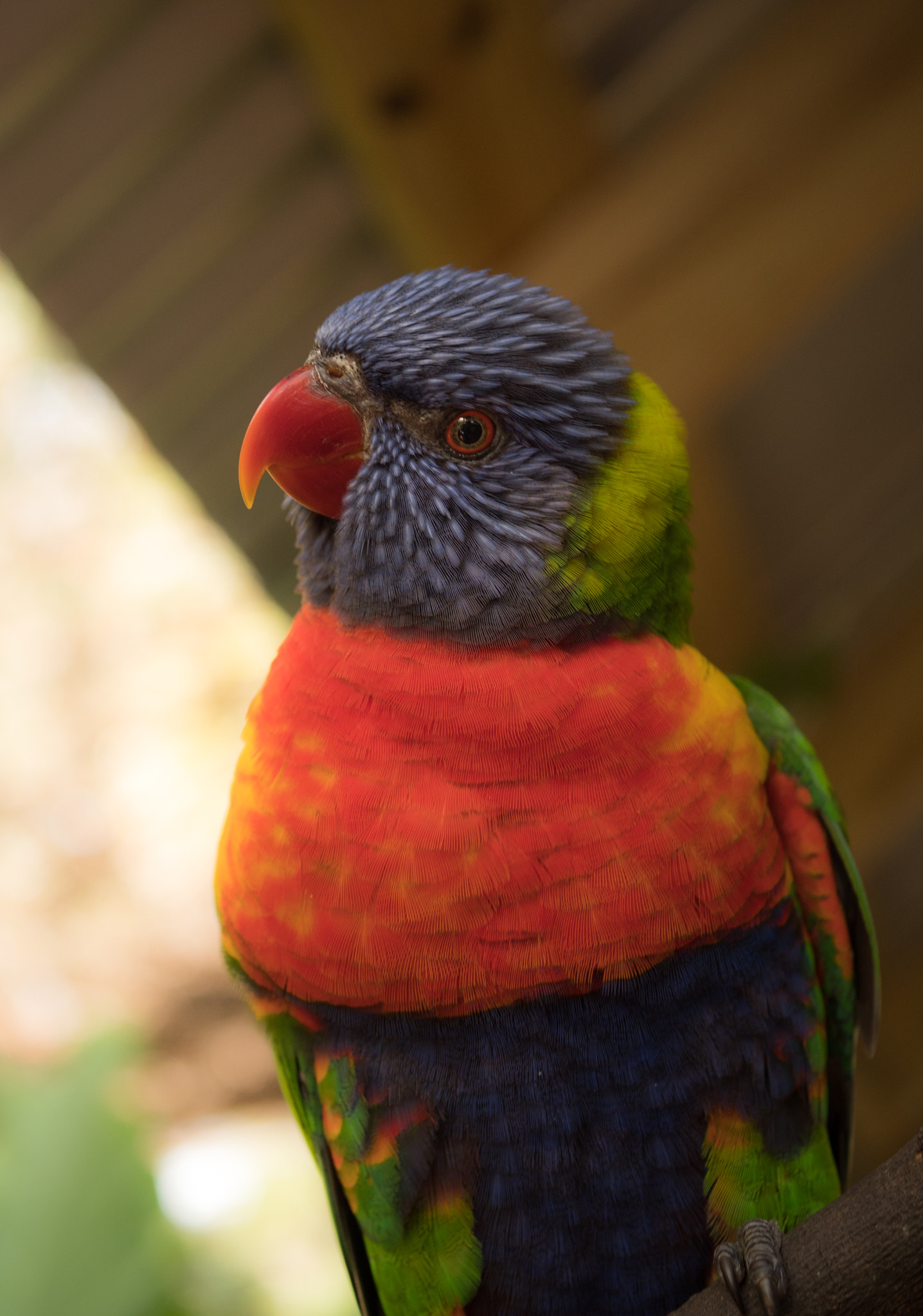 Panasonic Lumix G Macro 30mm F2.8 ASPH Mega OIS sample photo. Colorful lorikeet photography