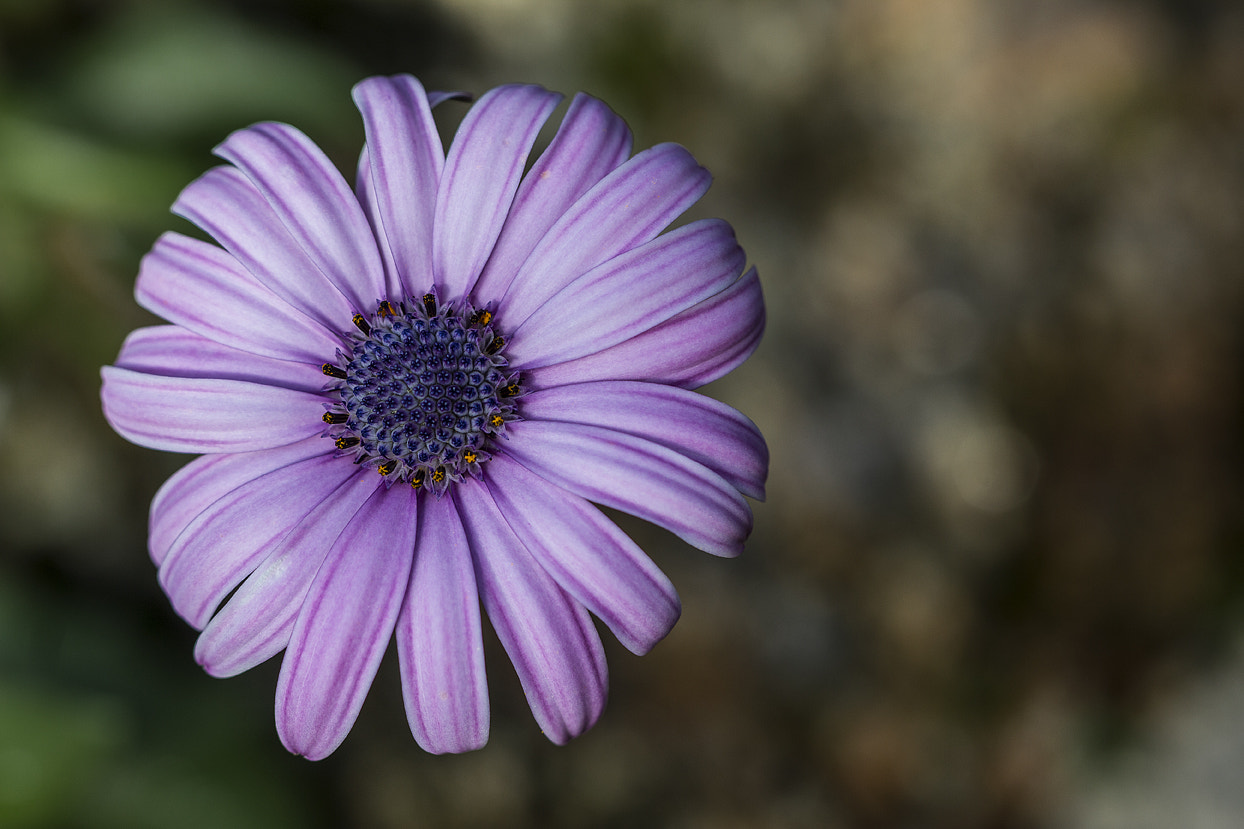Canon EF 100mm F2.8 Macro USM sample photo. Margarita photography