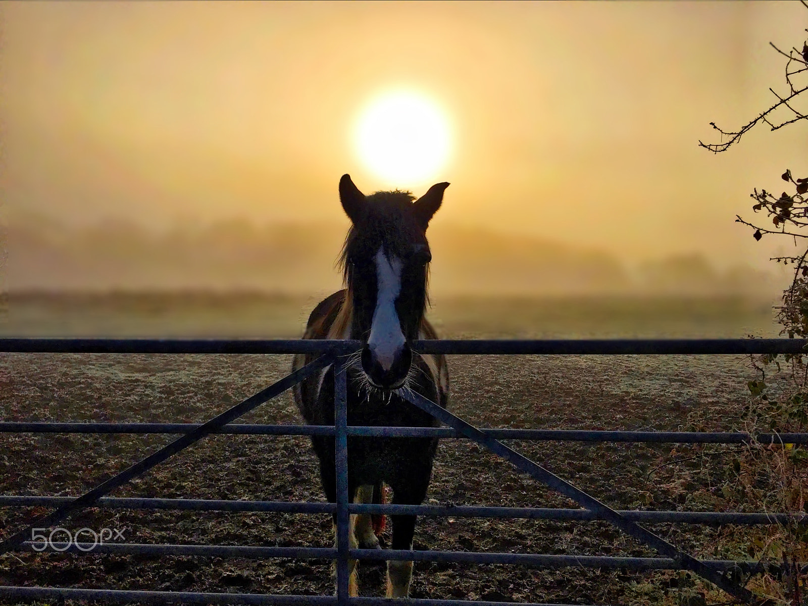 Apple iPhone + iPhone 6 back camera 4.15mm f/2.2 sample photo. Horse during the golden hour by a gateway photography