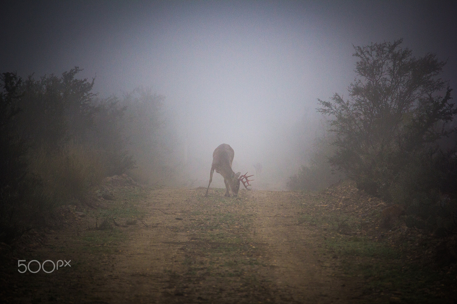 Canon EF-S 55-250mm F4-5.6 IS STM sample photo. Foggy morning photography