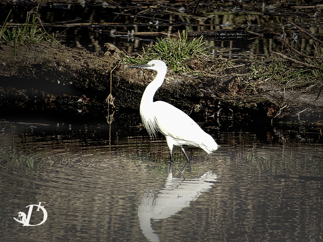 Sony 24-720mm F3.5-6.3 sample photo. El martinet photography