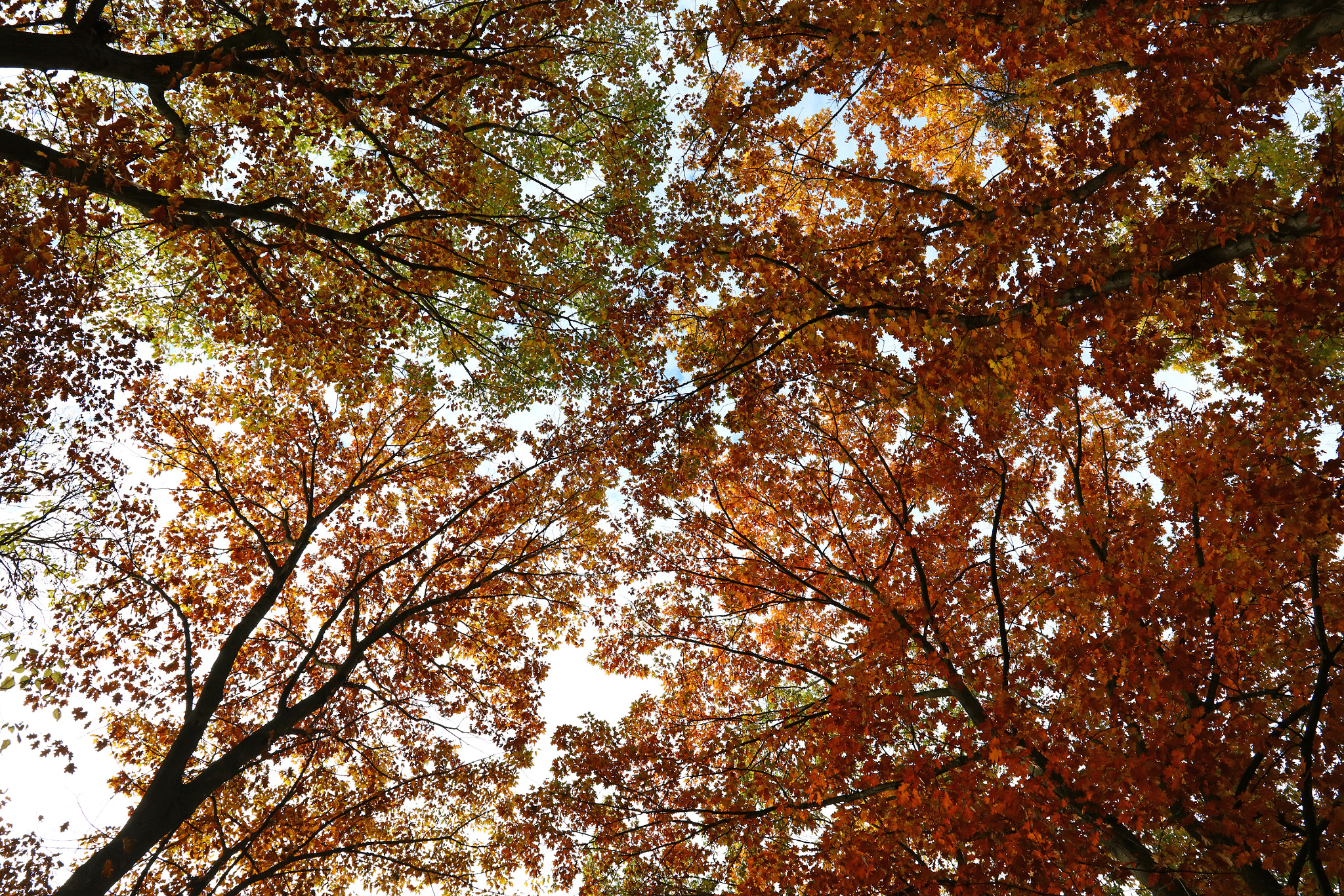 Canon EOS 5DS sample photo. Low angle perspective of autumn trees photography
