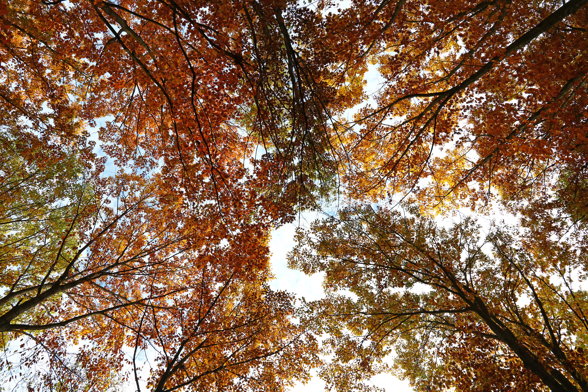Canon EOS 5DS sample photo. Low angle perspective of autumn trees photography