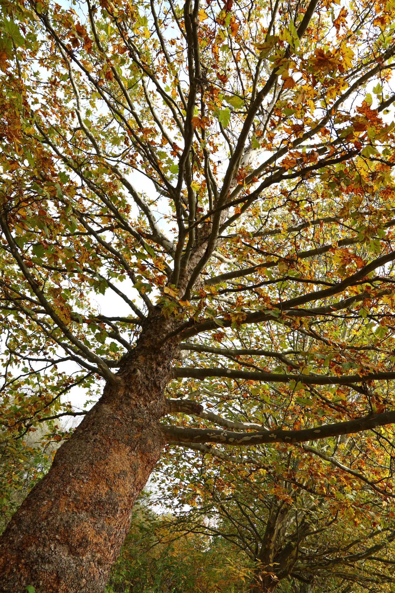 Canon EOS 5DS sample photo. Low angle perspective of autumn trees photography
