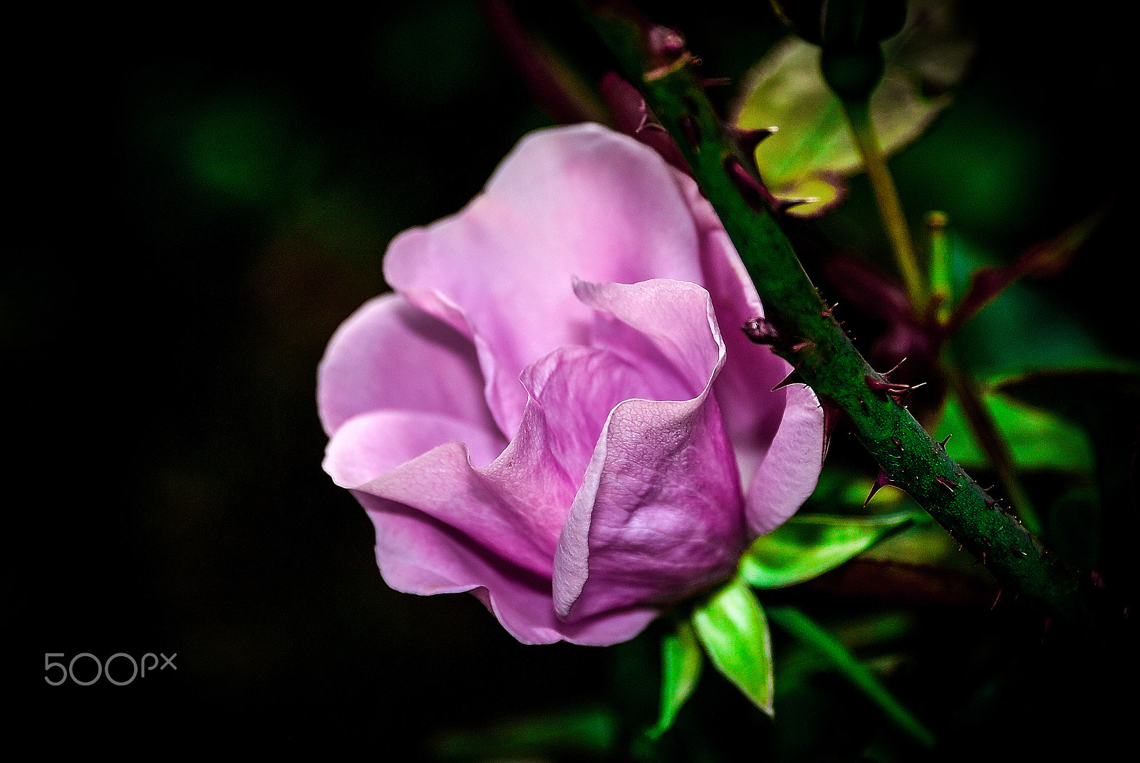 Nikon D200 sample photo. Rose of the early new year photography
