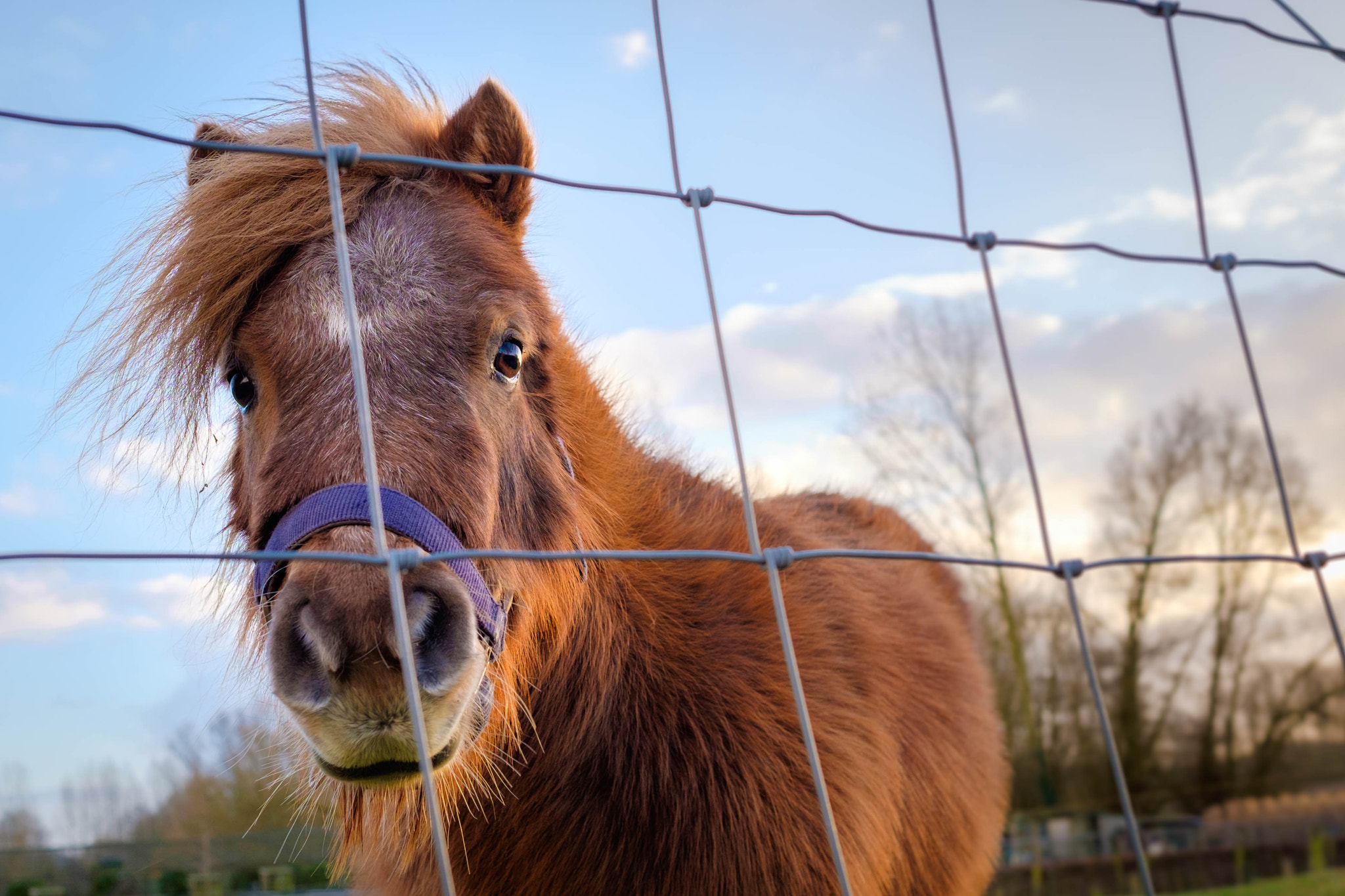 Fujifilm X-T10 + Fujifilm XF 23mm F1.4 R sample photo. Curious pony photography