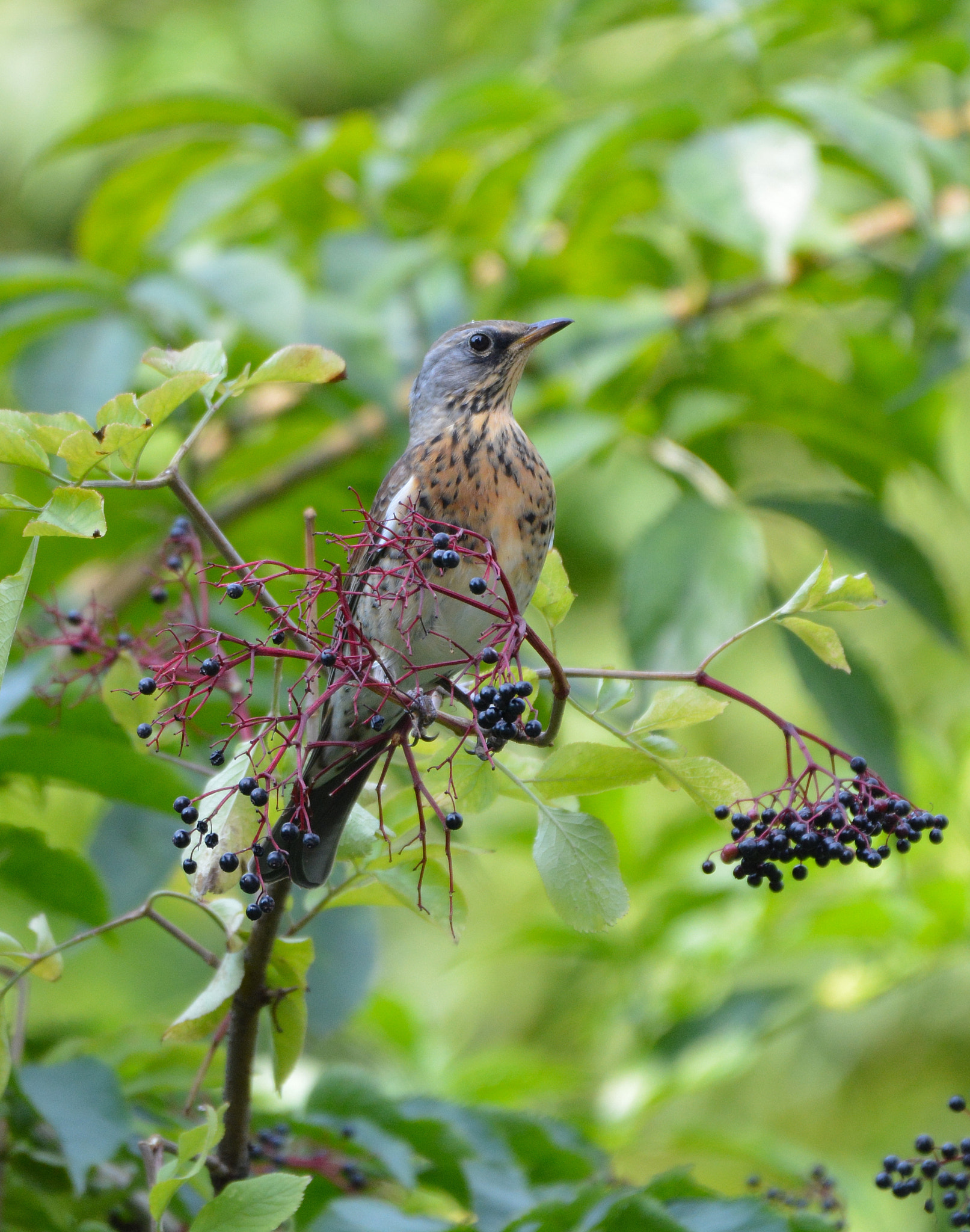 Sigma 150-600mm F5-6.3 DG OS HSM | C sample photo. Ousel photography