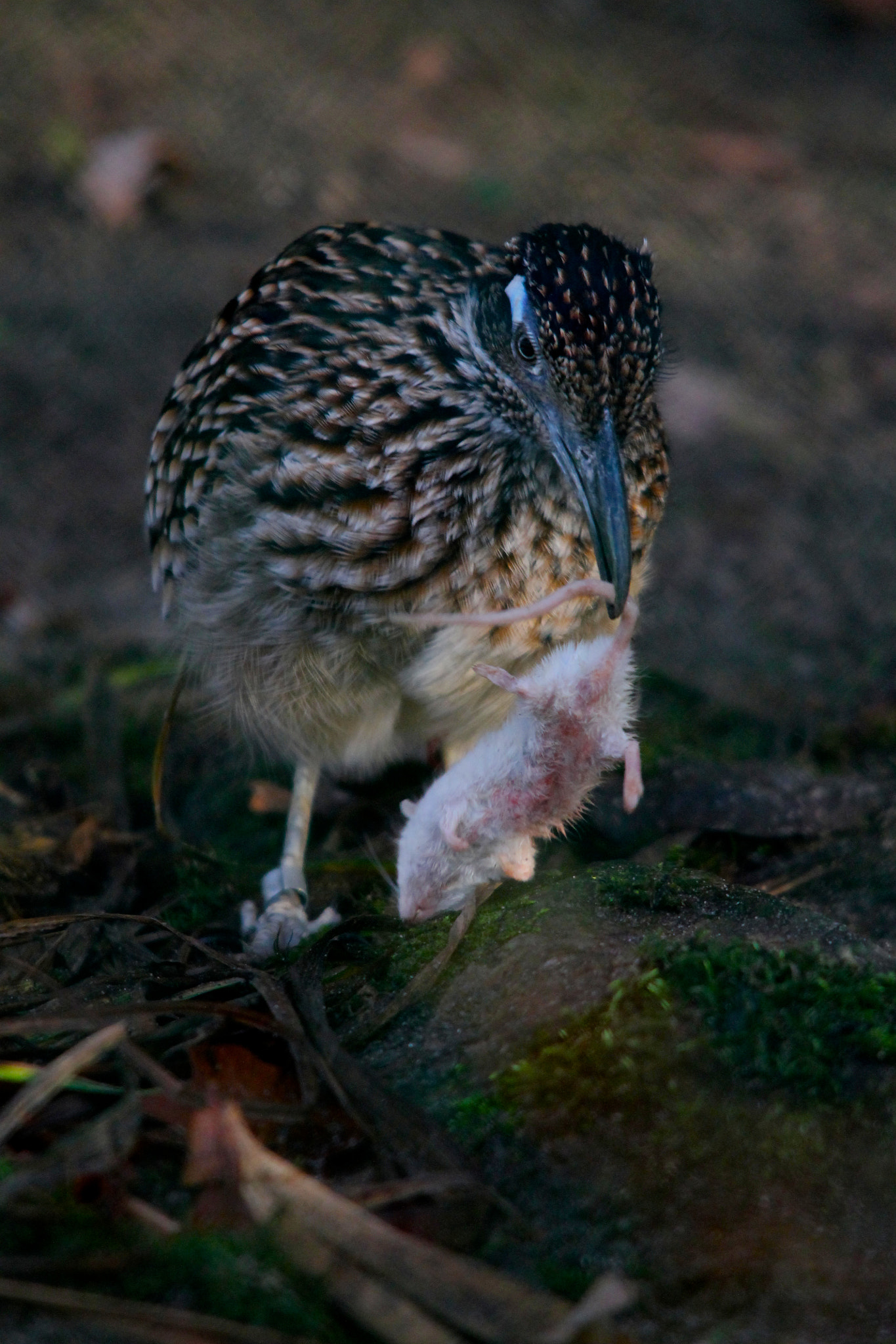 Sigma 150-500mm F5-6.3 DG OS HSM sample photo. Lunch! photography