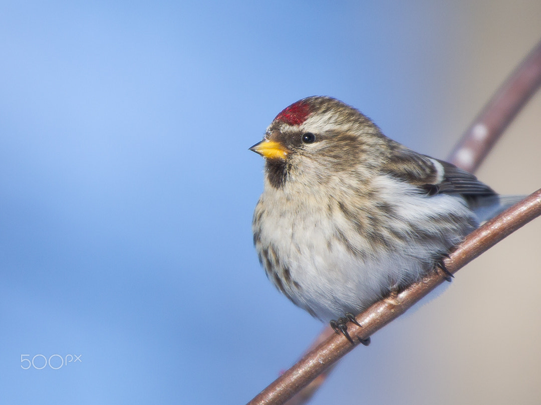 Canon EF 70-200mm F2.8L IS II USM sample photo. Redpoll / sizerin photography
