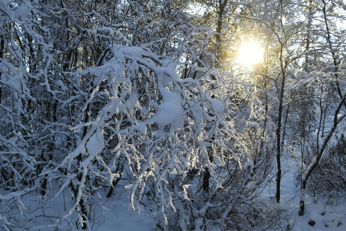 Samsung NX210 sample photo. Winter in the forest photography