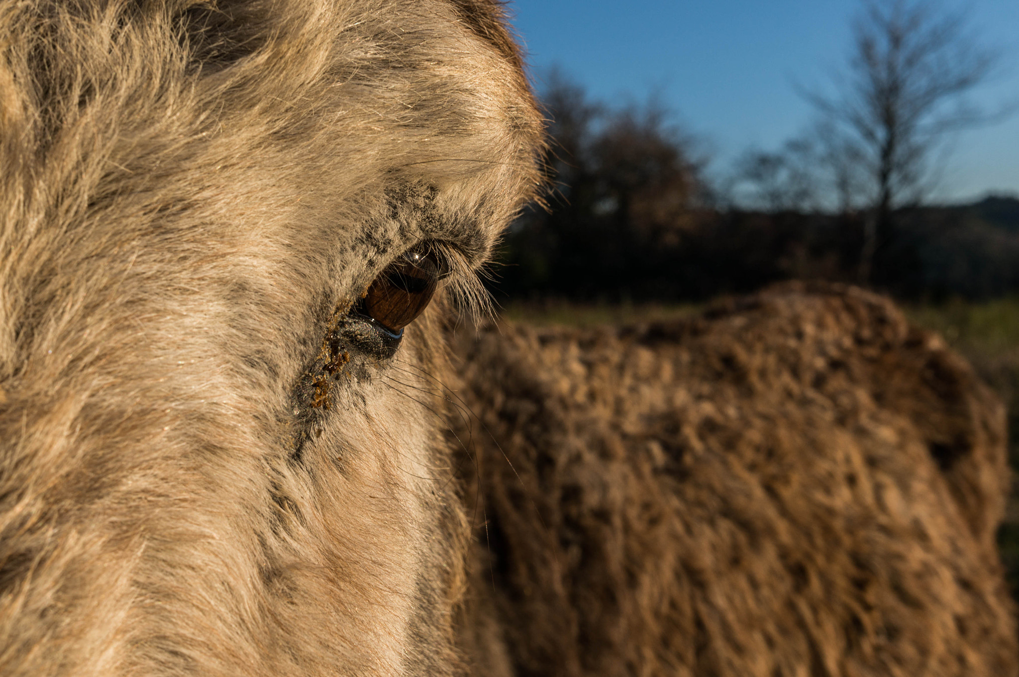 Sony Alpha NEX-5R sample photo. L'oeil photography