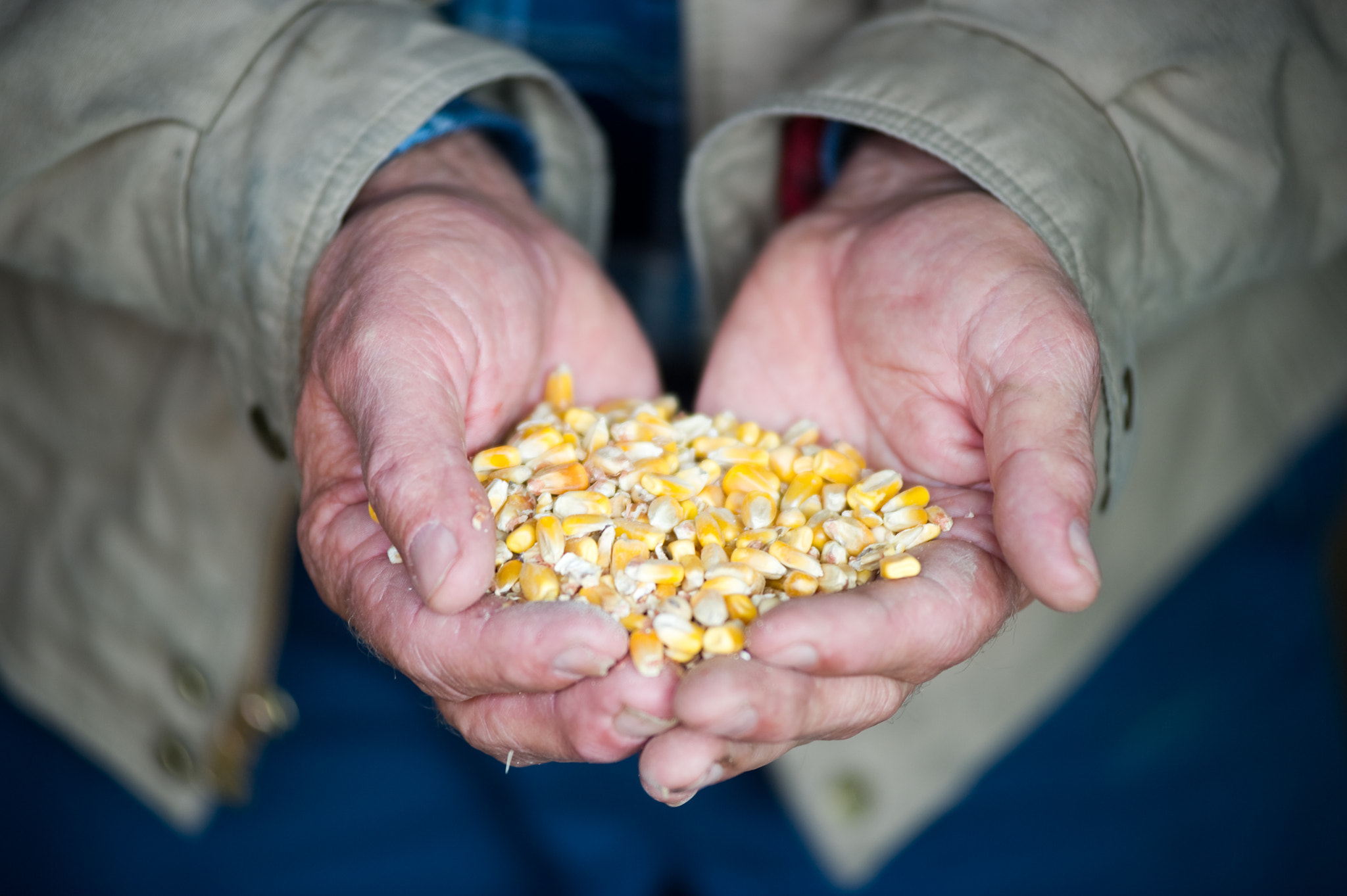 Nikon AF-Nikkor 80-200mm F2.8D ED sample photo. Handful of corn kernels photography