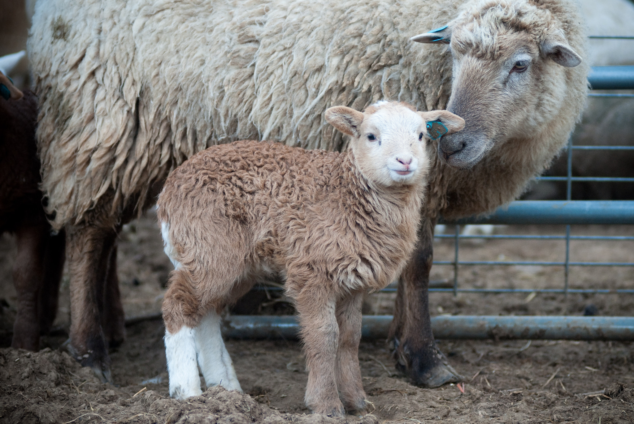 Nikon AF-Nikkor 80-200mm F2.8D ED sample photo. Lambs at maple grove photography