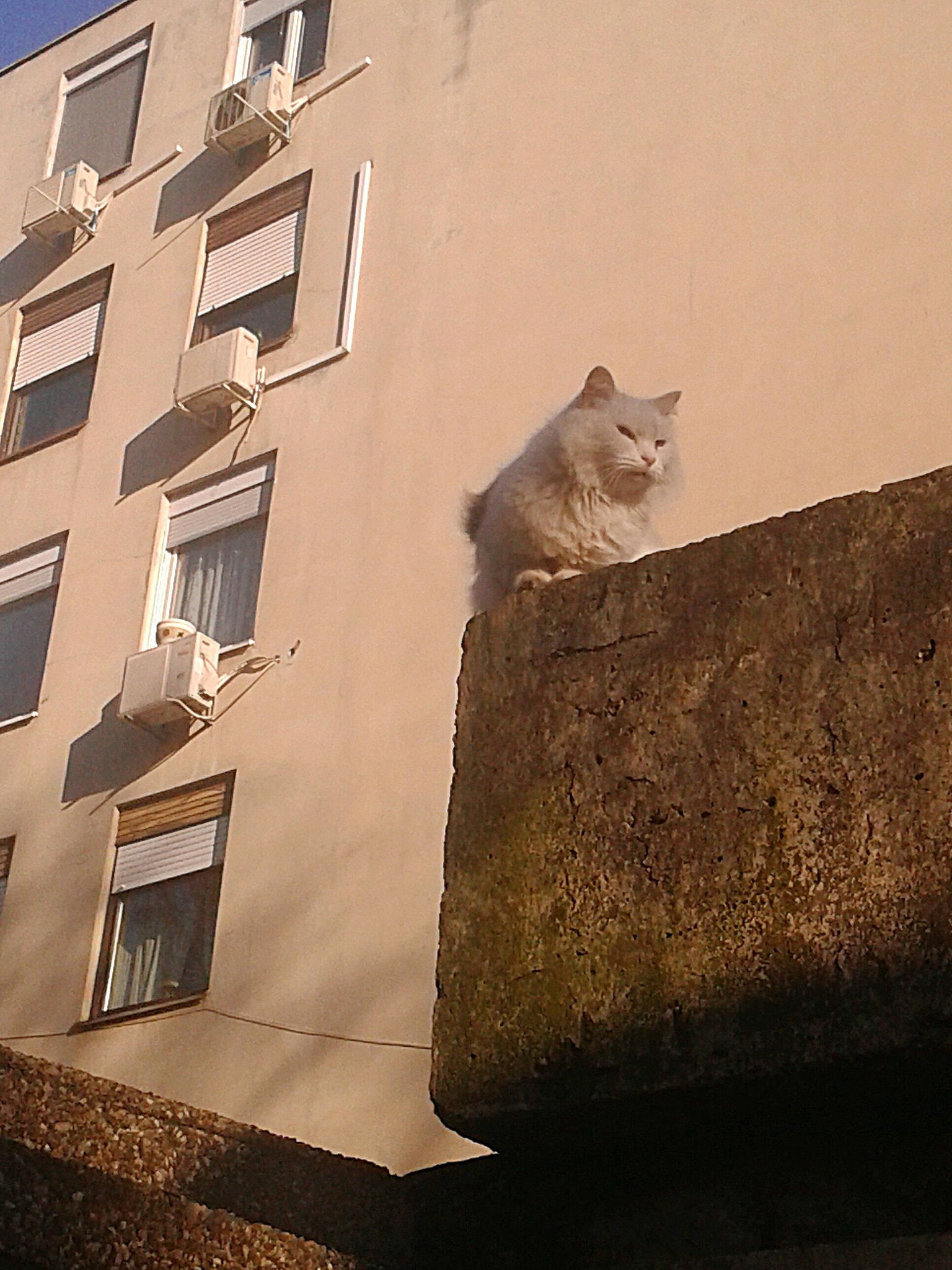Samsung Galaxy Grand Neo Plus sample photo. Cat photography