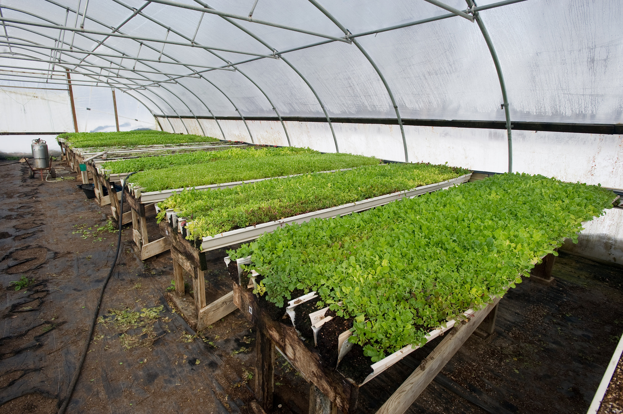 Nikon D3S sample photo. Seedlings from dave lankford, davon crest ii farm, trappe md photography