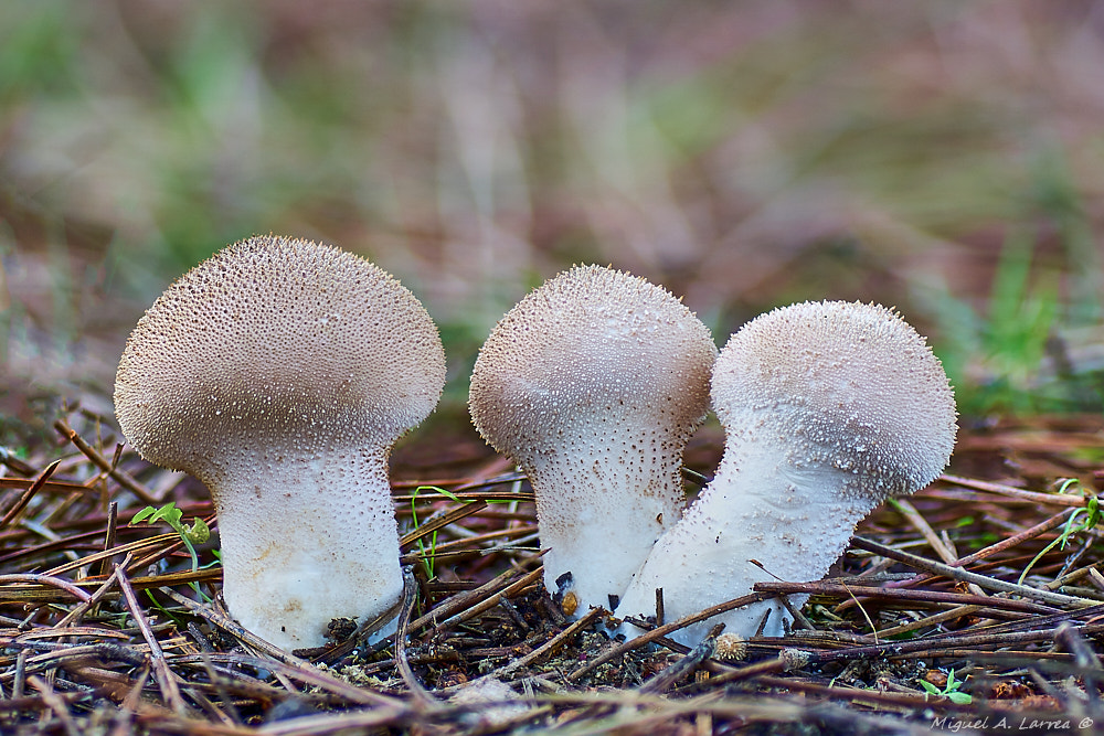 Sony ILCA-77M2 + Tamron SP AF 90mm F2.8 Di Macro sample photo. Lycoperdon perlatum photography