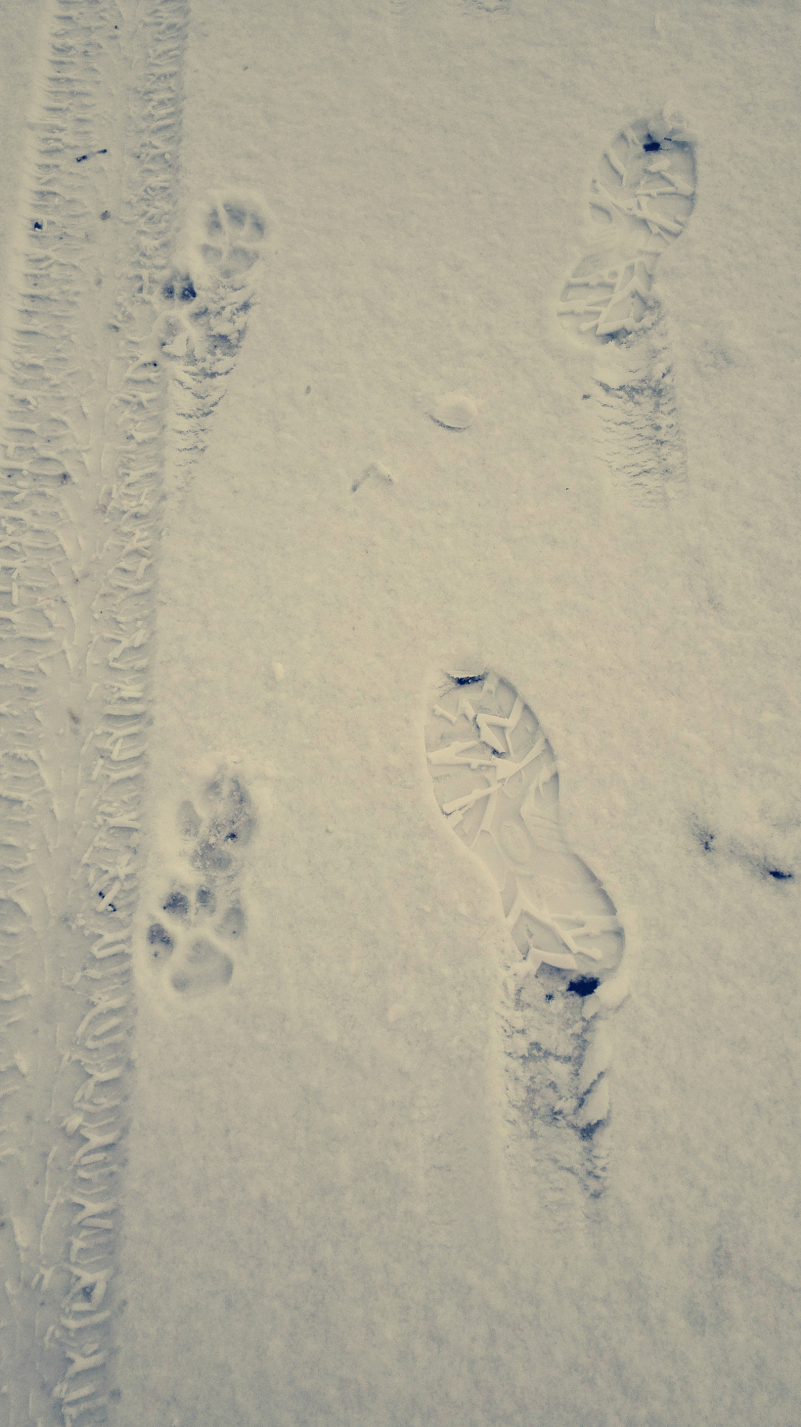 HUAWEI P7-L10 sample photo. Foot of human and foot of a dog photography