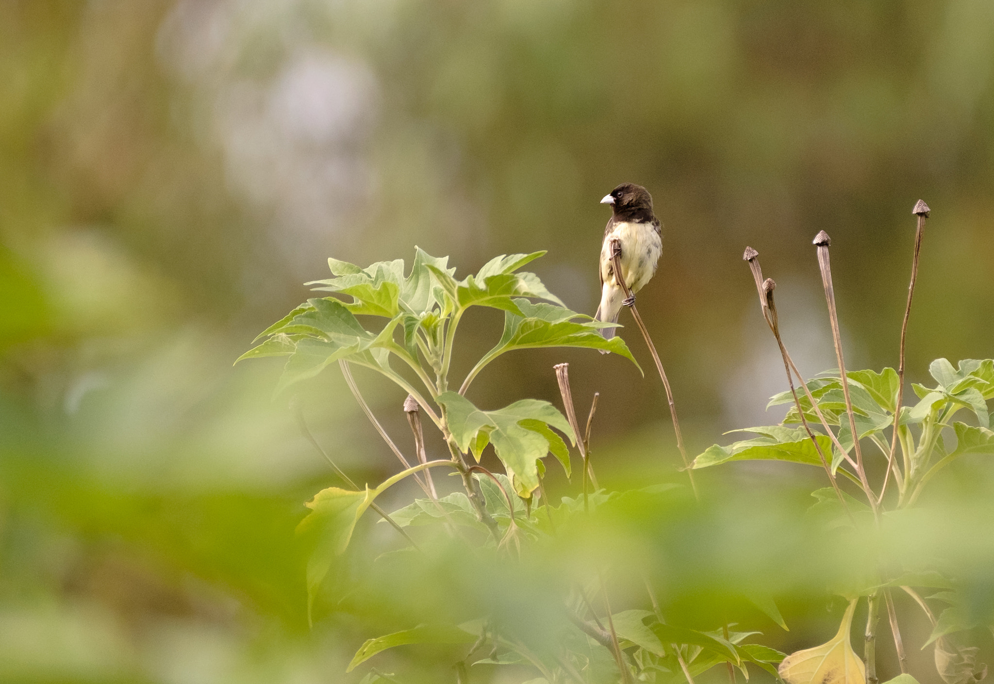 Fujifilm X-T1 sample photo. Look a bird photography