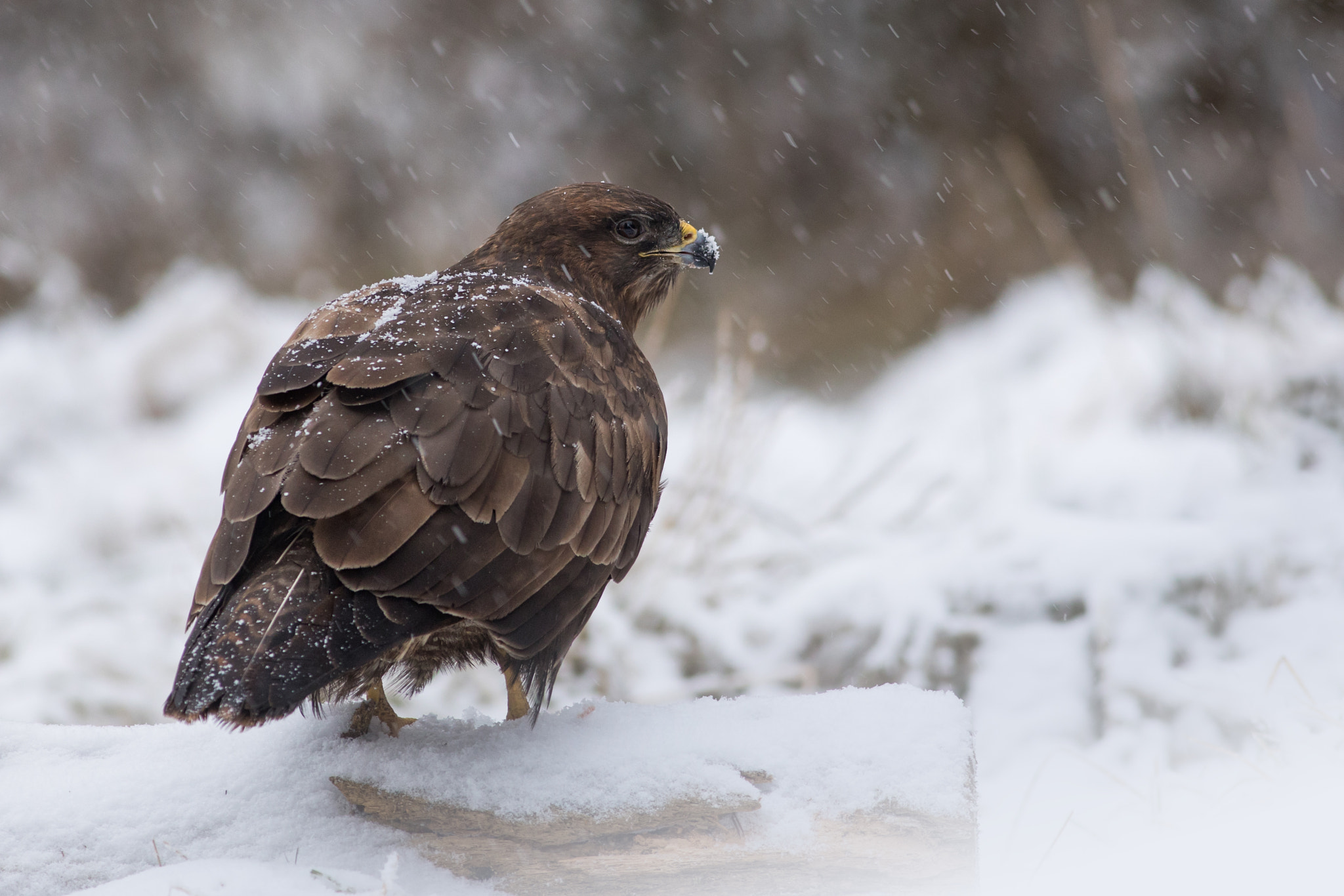 Canon EF 400mm F5.6L USM sample photo. Káně lesní (buteo buteo) photography