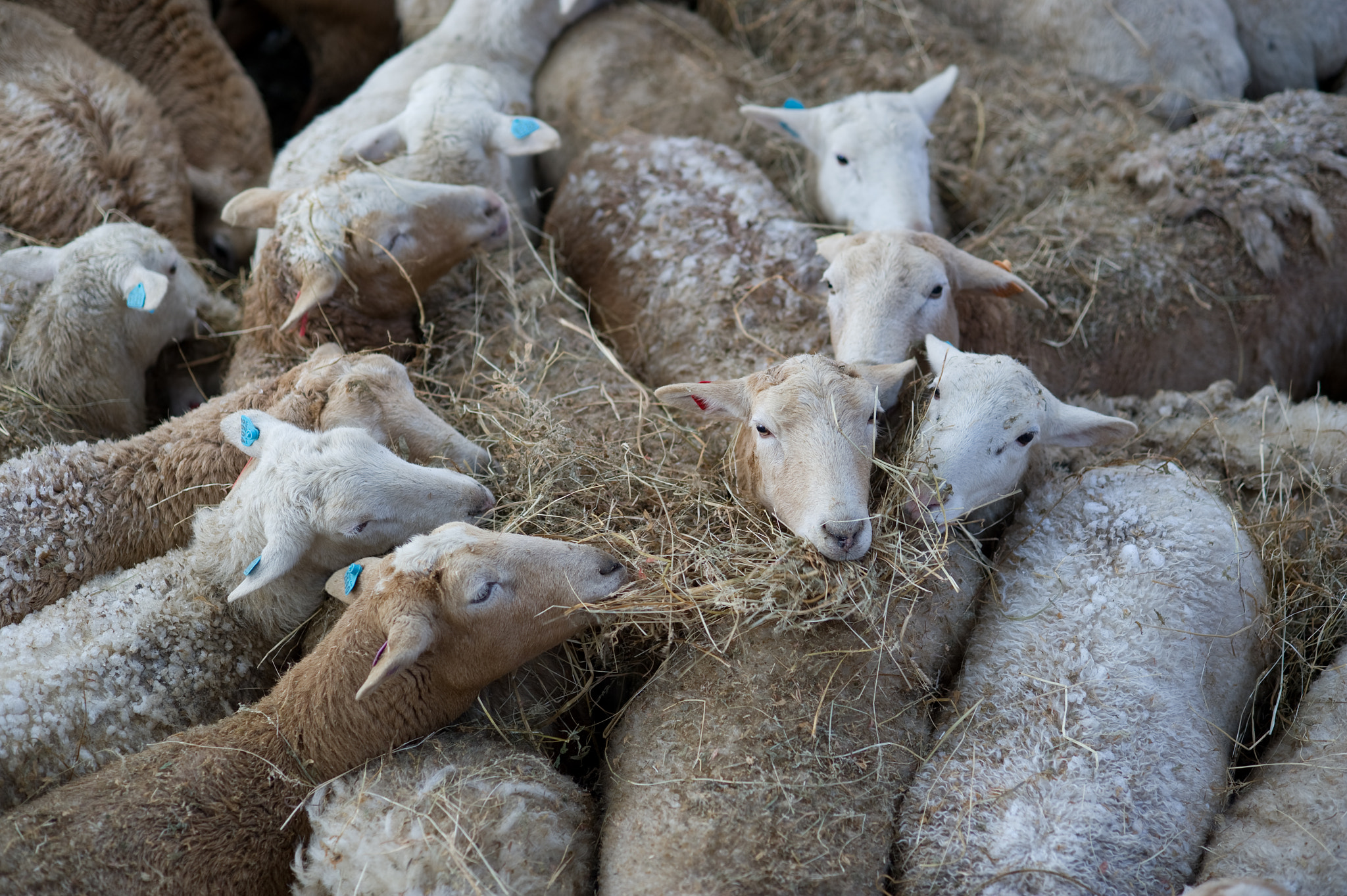 Nikon D3S sample photo. Sheep in snowstorm photography