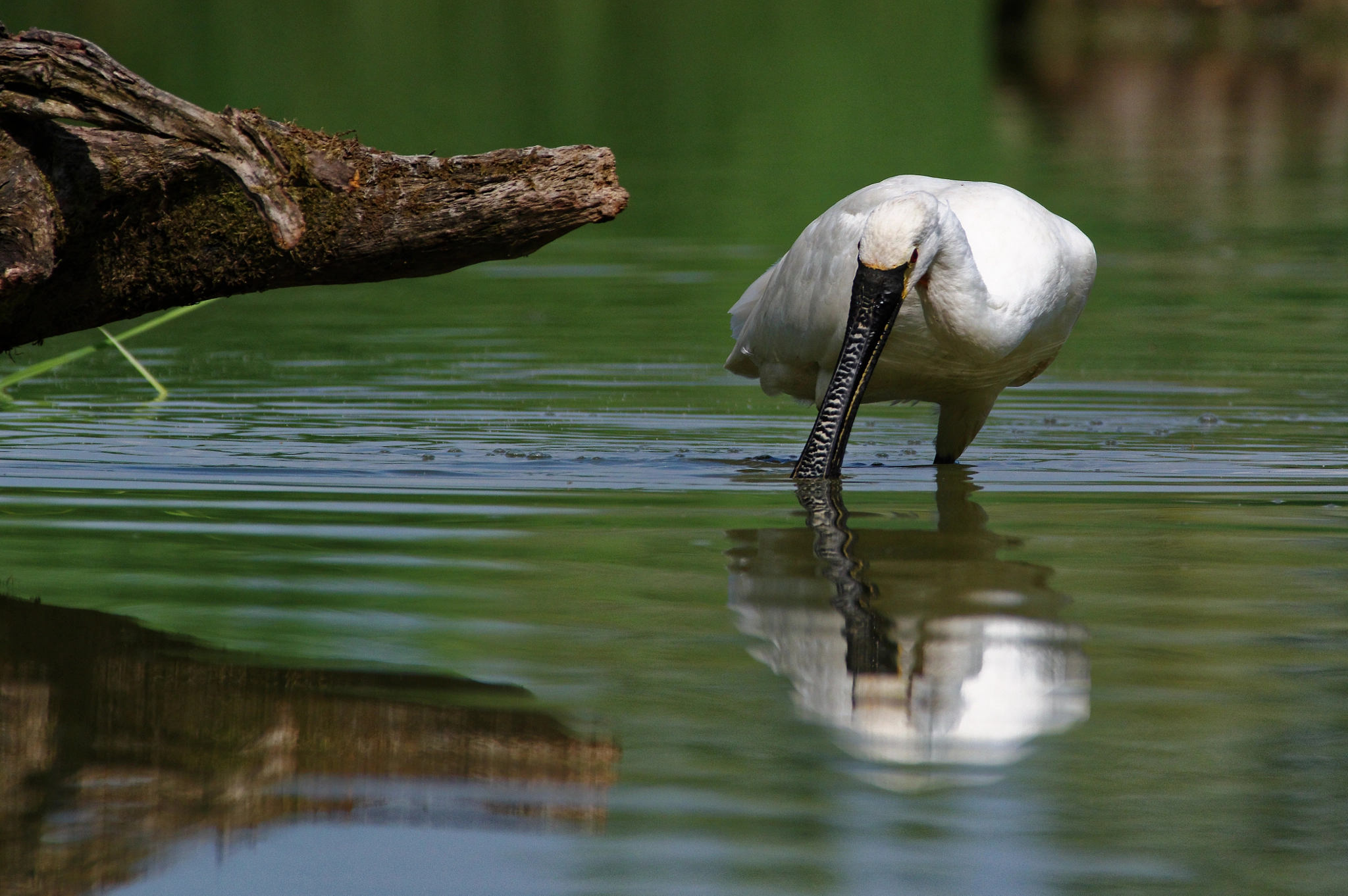 Pentax smc DA* 300mm F4.0 ED (IF) SDM sample photo. Spoonbill - spatola photography
