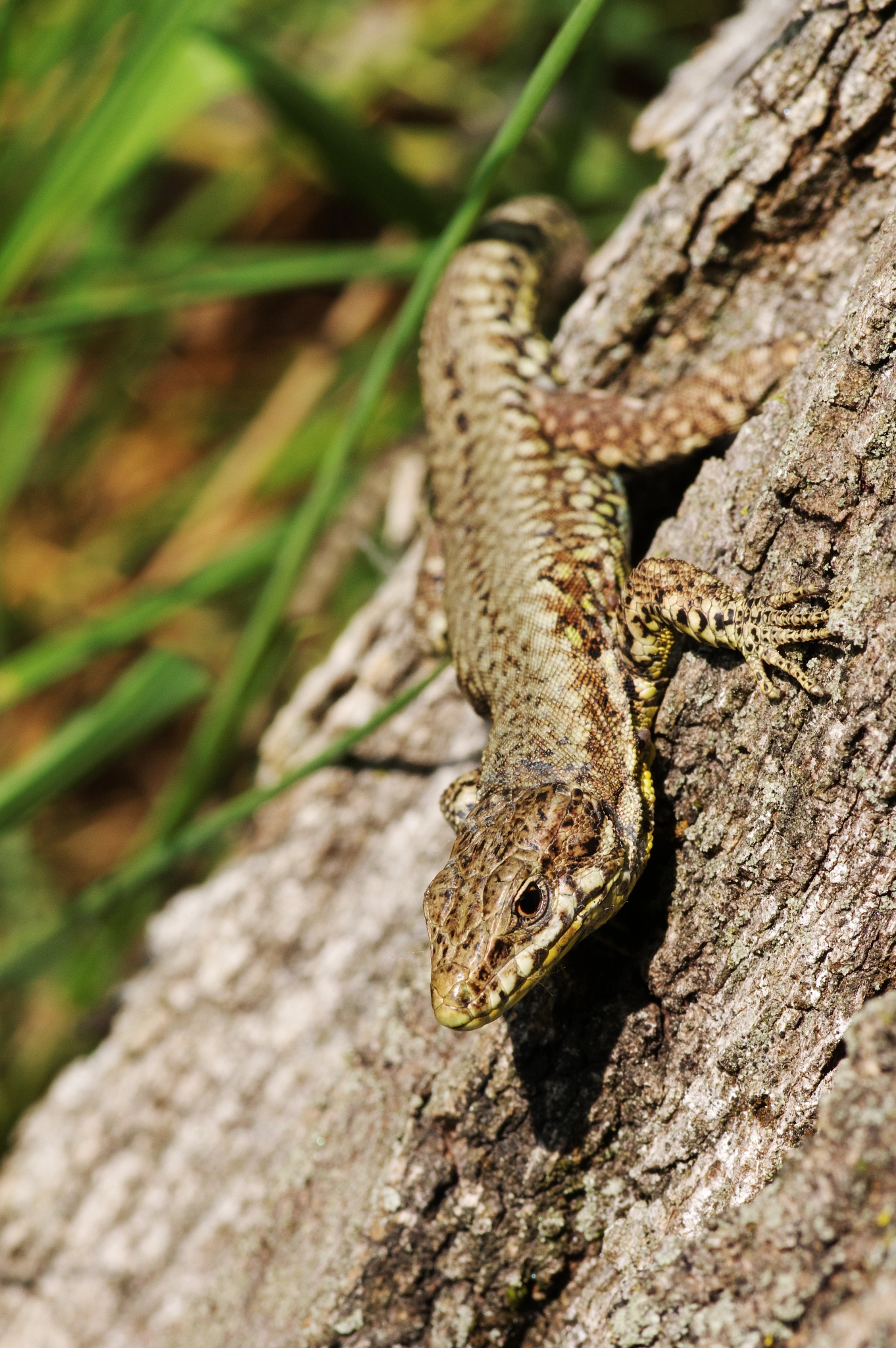 Pentax smc D-FA 100mm F2.8 Macro WR sample photo. Lizard - lucertola photography