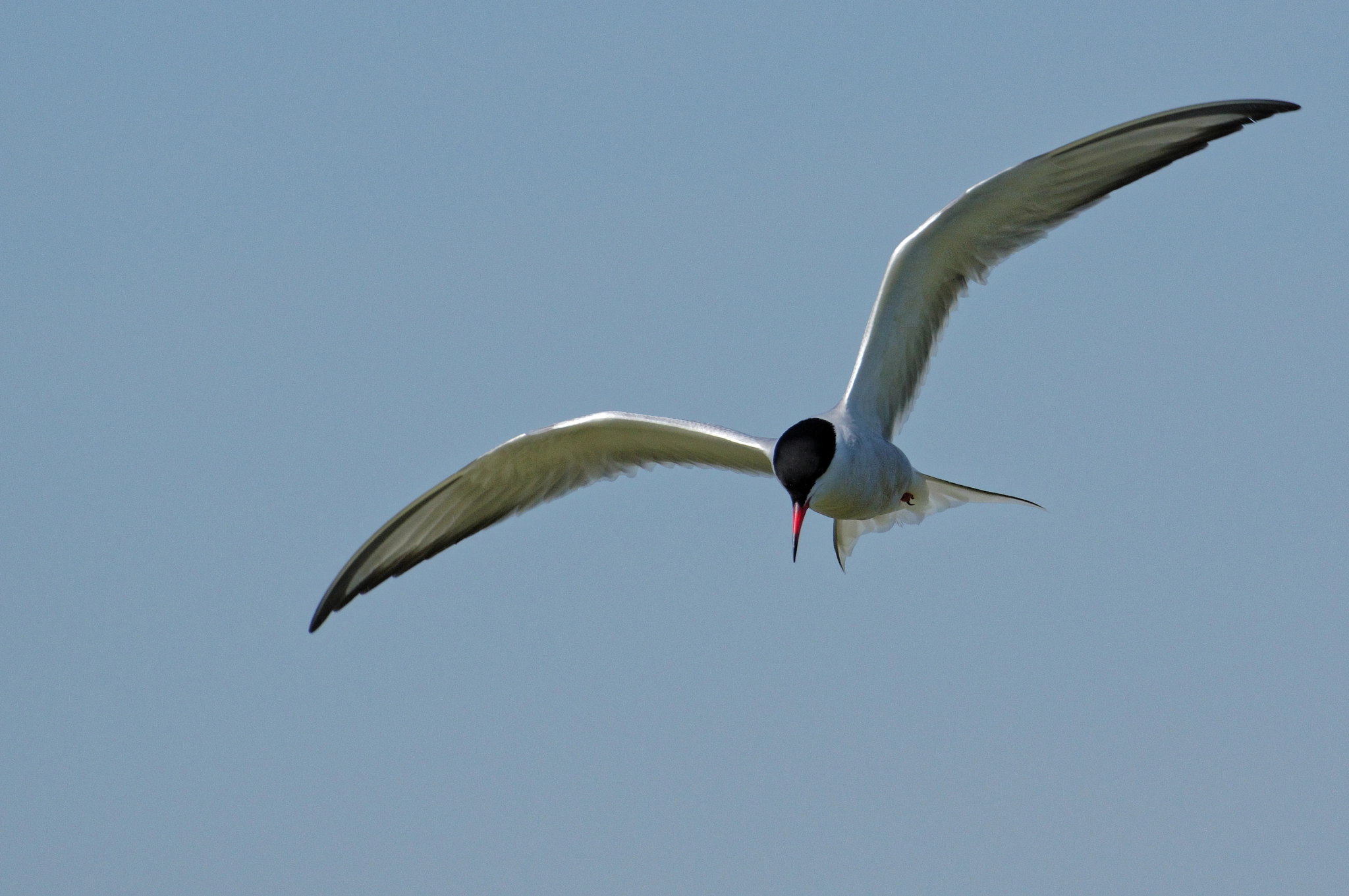 Pentax K-3 sample photo. Tern - sterna photography