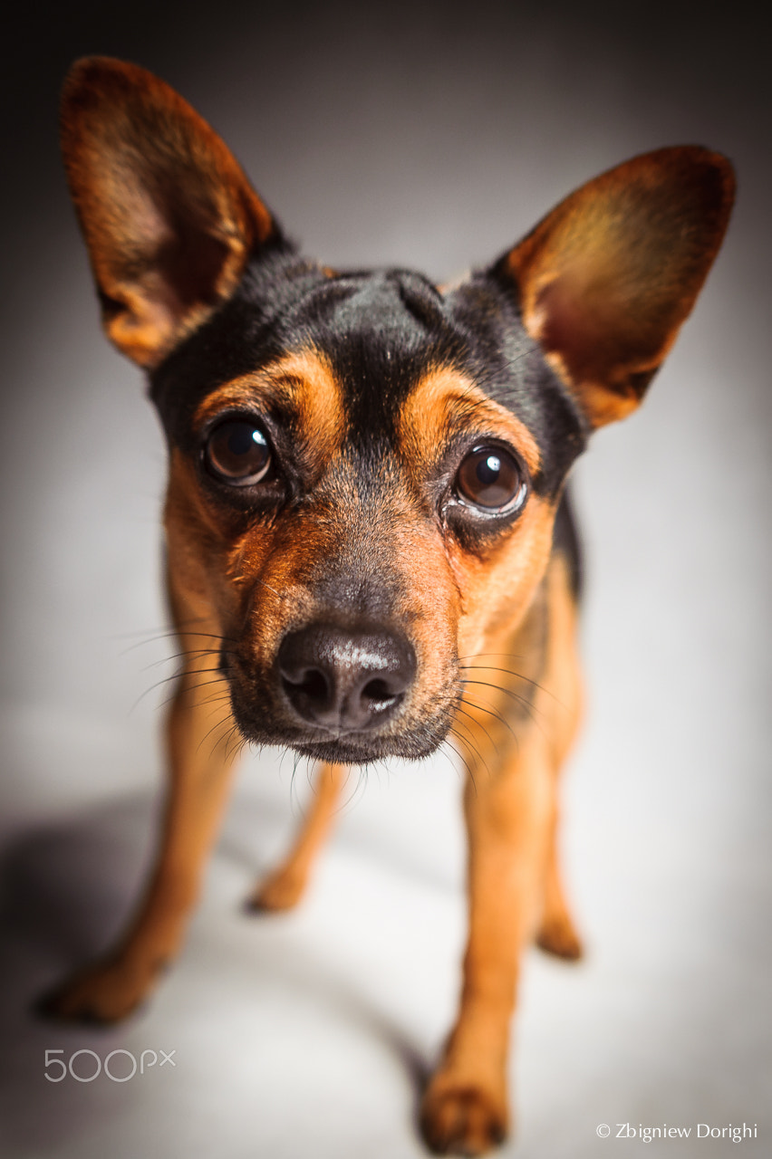 Nikon D700 + Sigma 24mm F1.8 EX DG Aspherical Macro sample photo. Portrait of my dog photography