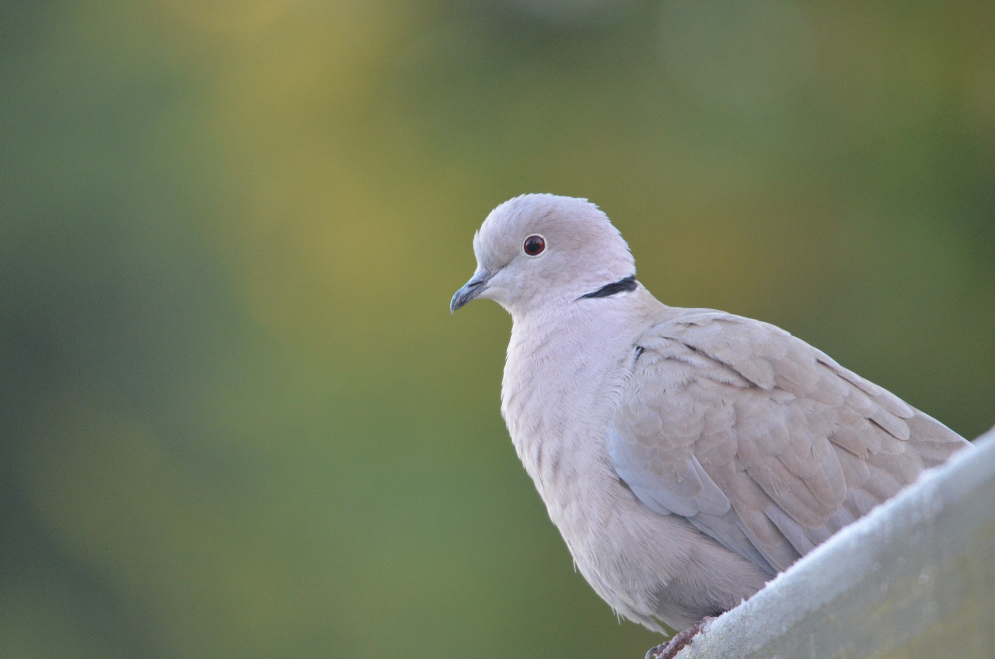 Sigma 150-500mm F5-6.3 DG OS HSM sample photo. Collared dove photography