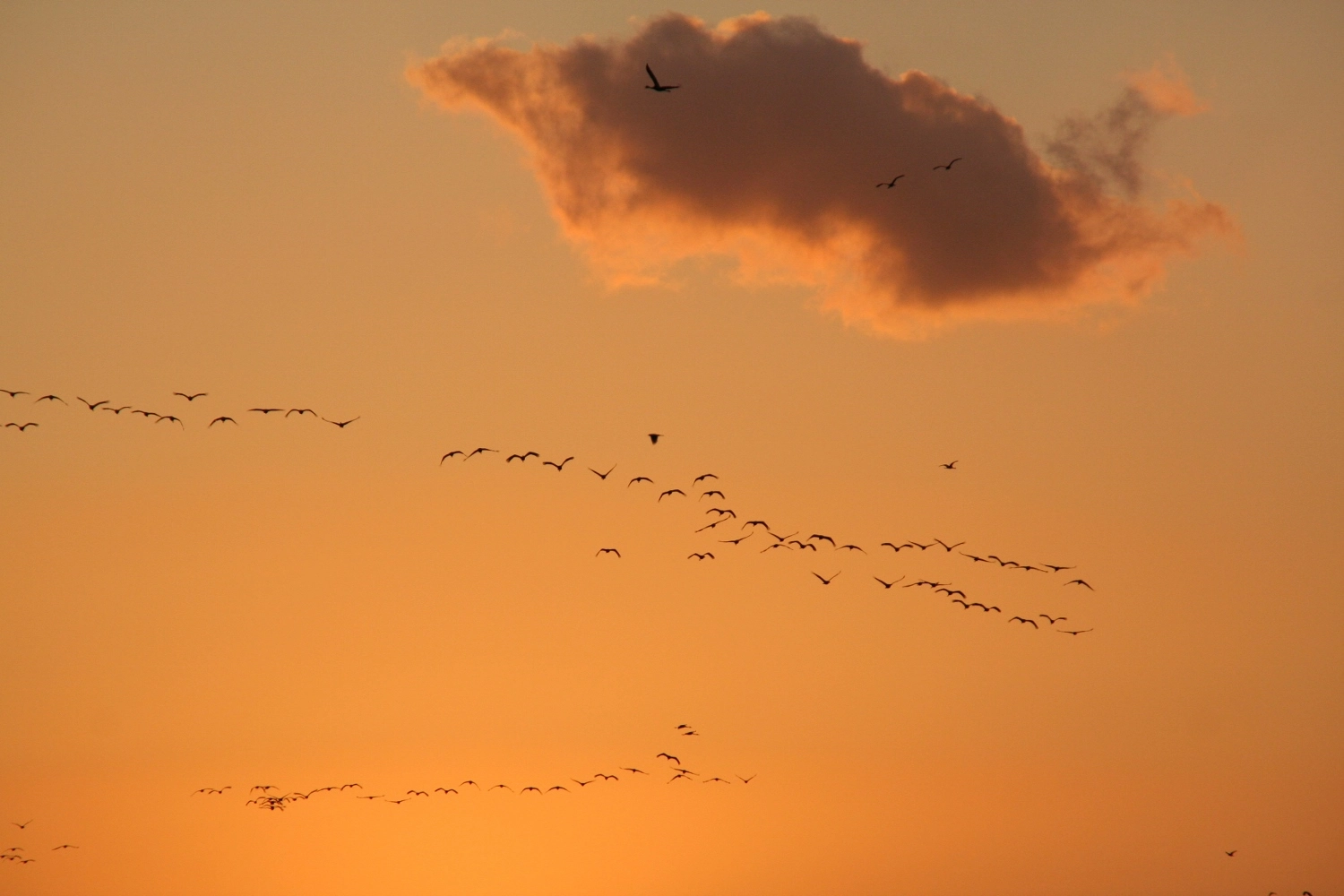 Canon EOS 350D (EOS Digital Rebel XT / EOS Kiss Digital N) sample photo. Cranes in the morning sky - izumi photography