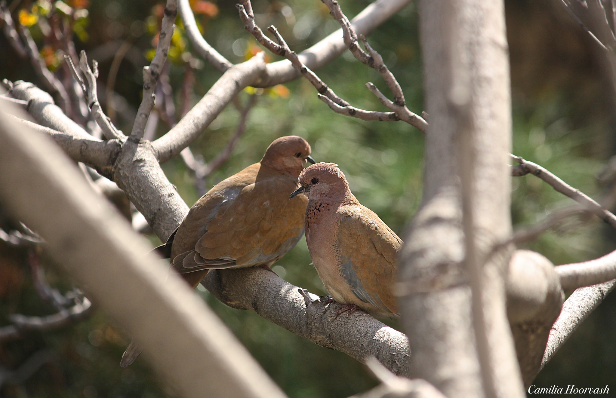 Canon EOS 1000D (EOS Digital Rebel XS / EOS Kiss F) sample photo. Love spring birds photography