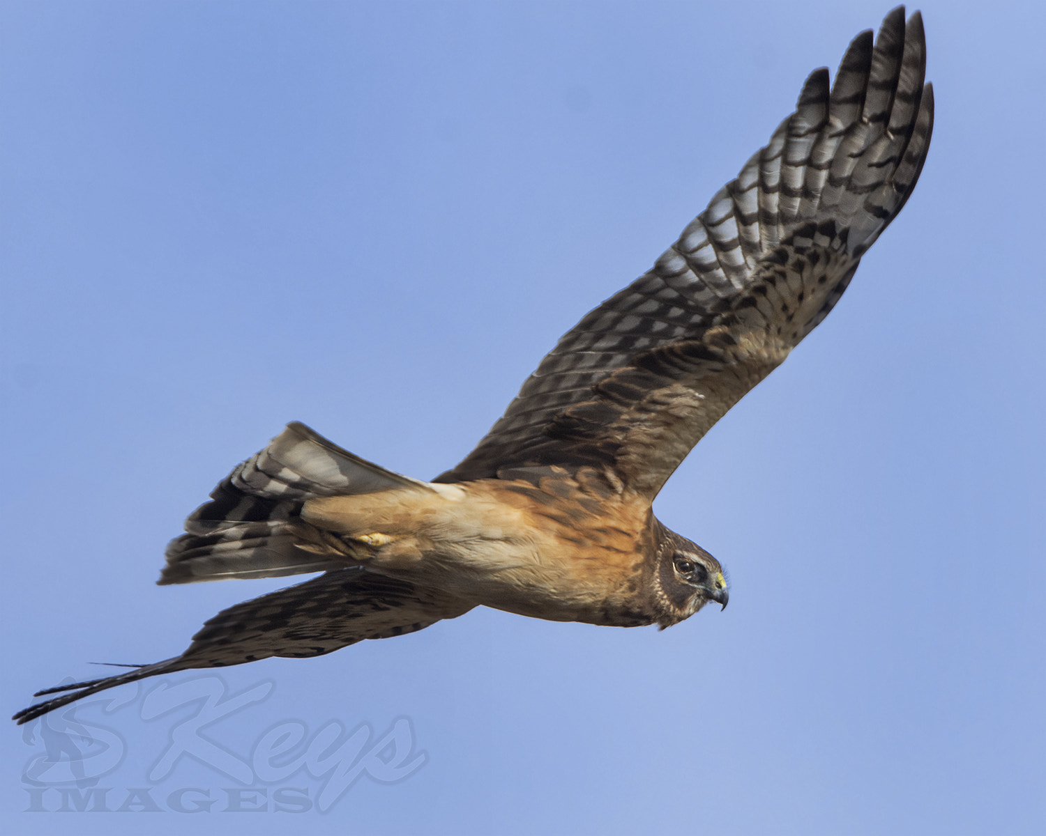 Sigma 500mm F4.5 EX DG HSM sample photo. Look back (northern harrier) photography