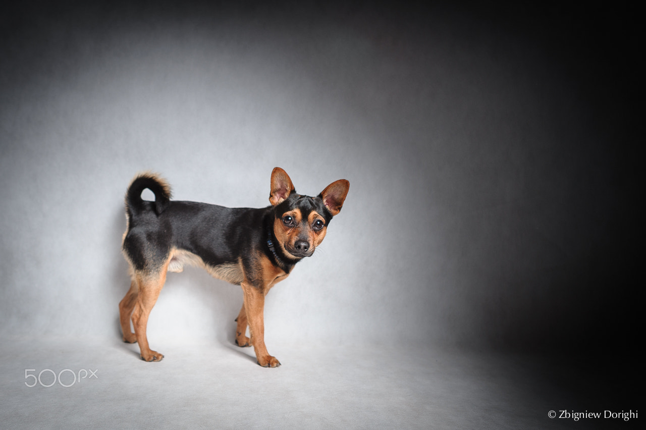 Nikon D700 + Sigma 24mm F1.8 EX DG Aspherical Macro sample photo. Studio shooting with dog photography