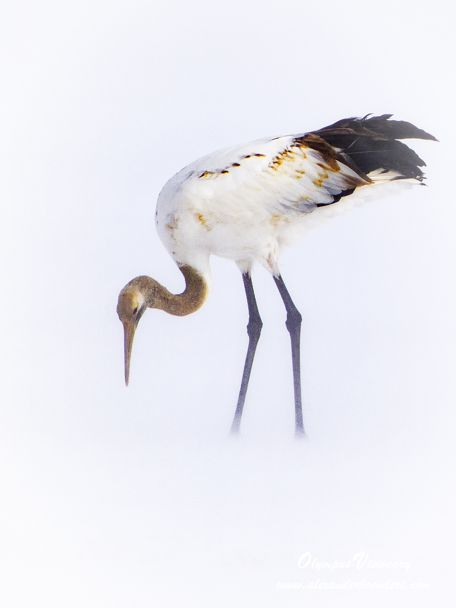 OLYMPUS 300mm Lens sample photo. Japanese crane photography