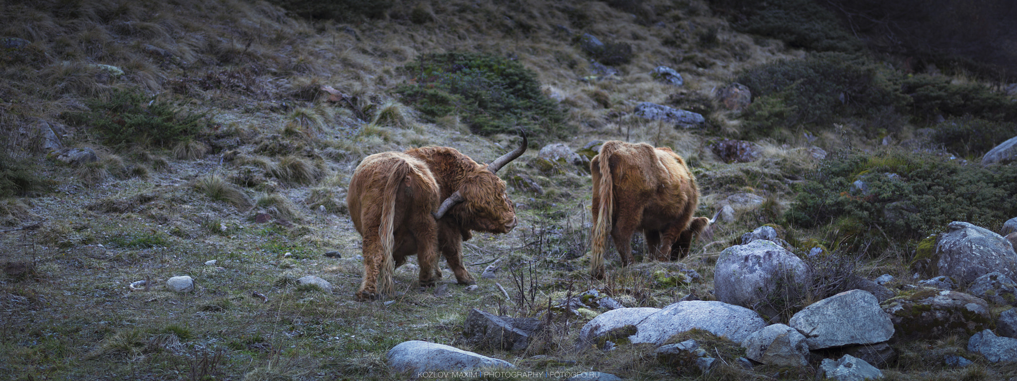 Hasselblad H4D-60 sample photo. Highiand cattles. austria. photography