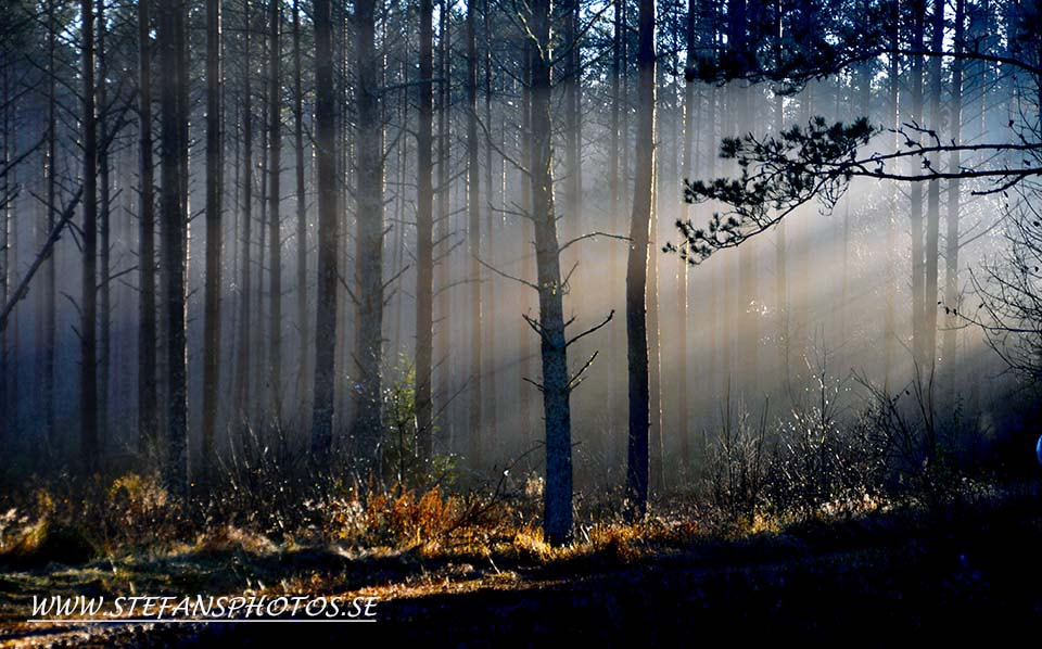 Nikon D5000 sample photo. Ligth in the forest photography
