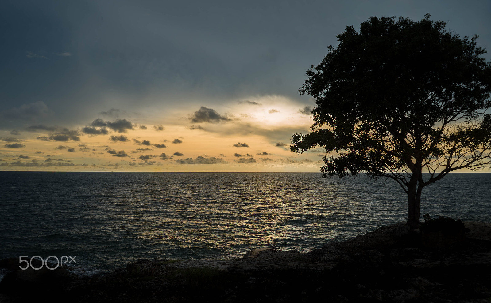 Sony a7S + Sony FE 28-70mm F3.5-5.6 OSS sample photo. The tree of life photography