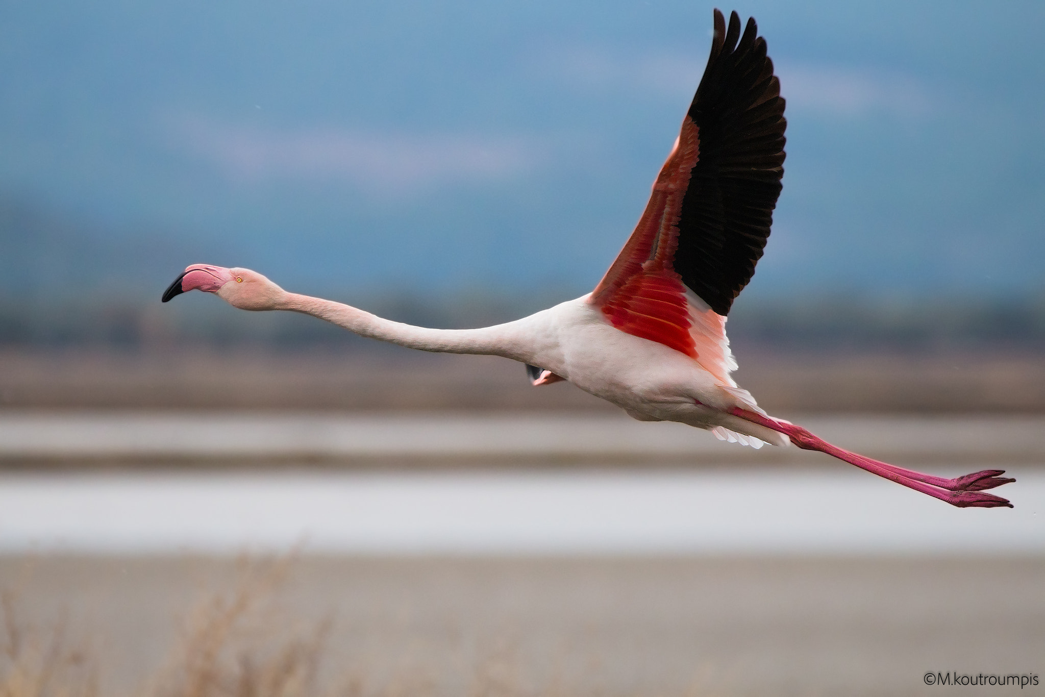 150-600mm F5-6.3 DG OS HSM | Contemporary 015 sample photo. Up in the air.. photography