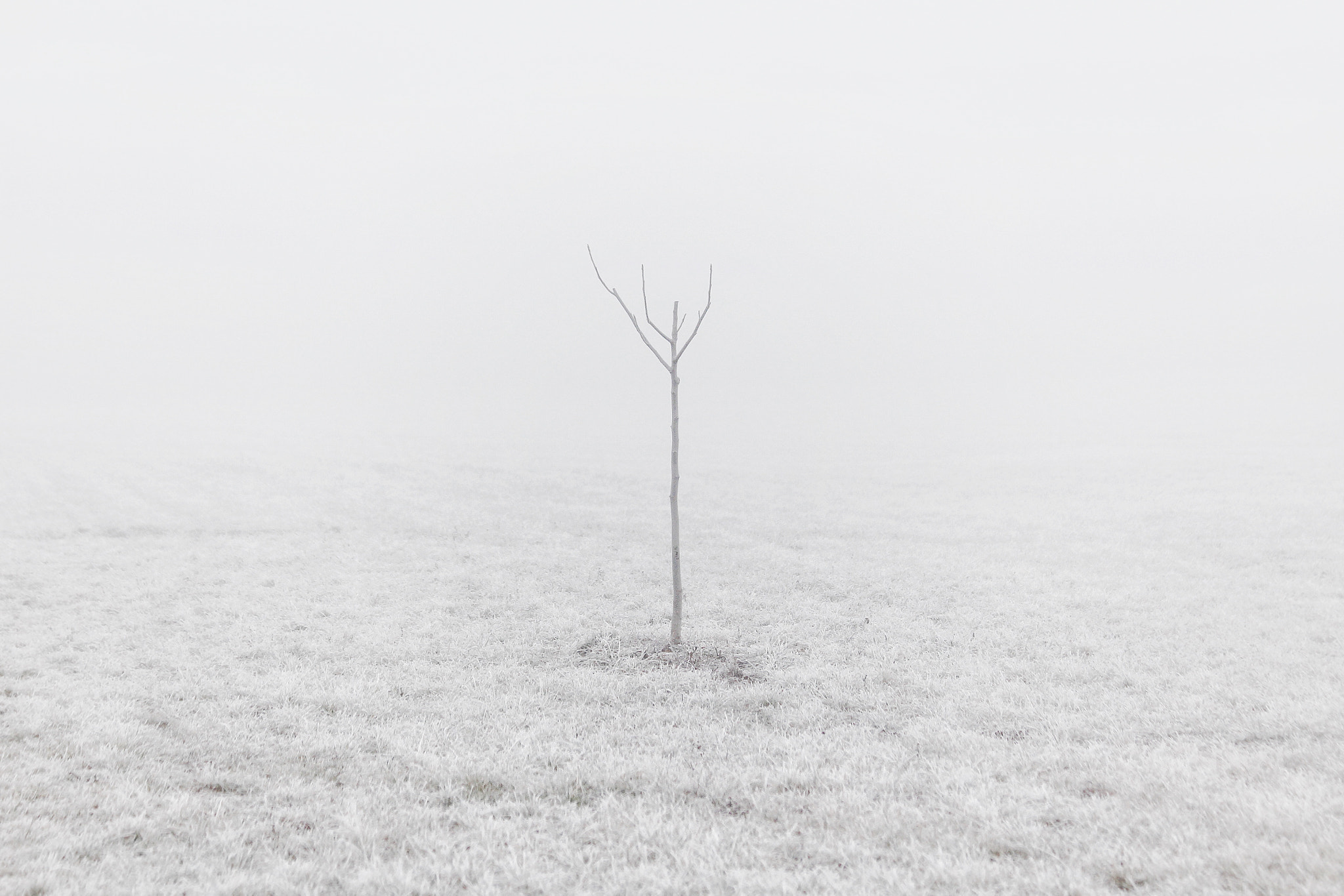 Canon EF 70-300mm F4-5.6 IS USM sample photo. Alone in the cold fog photography