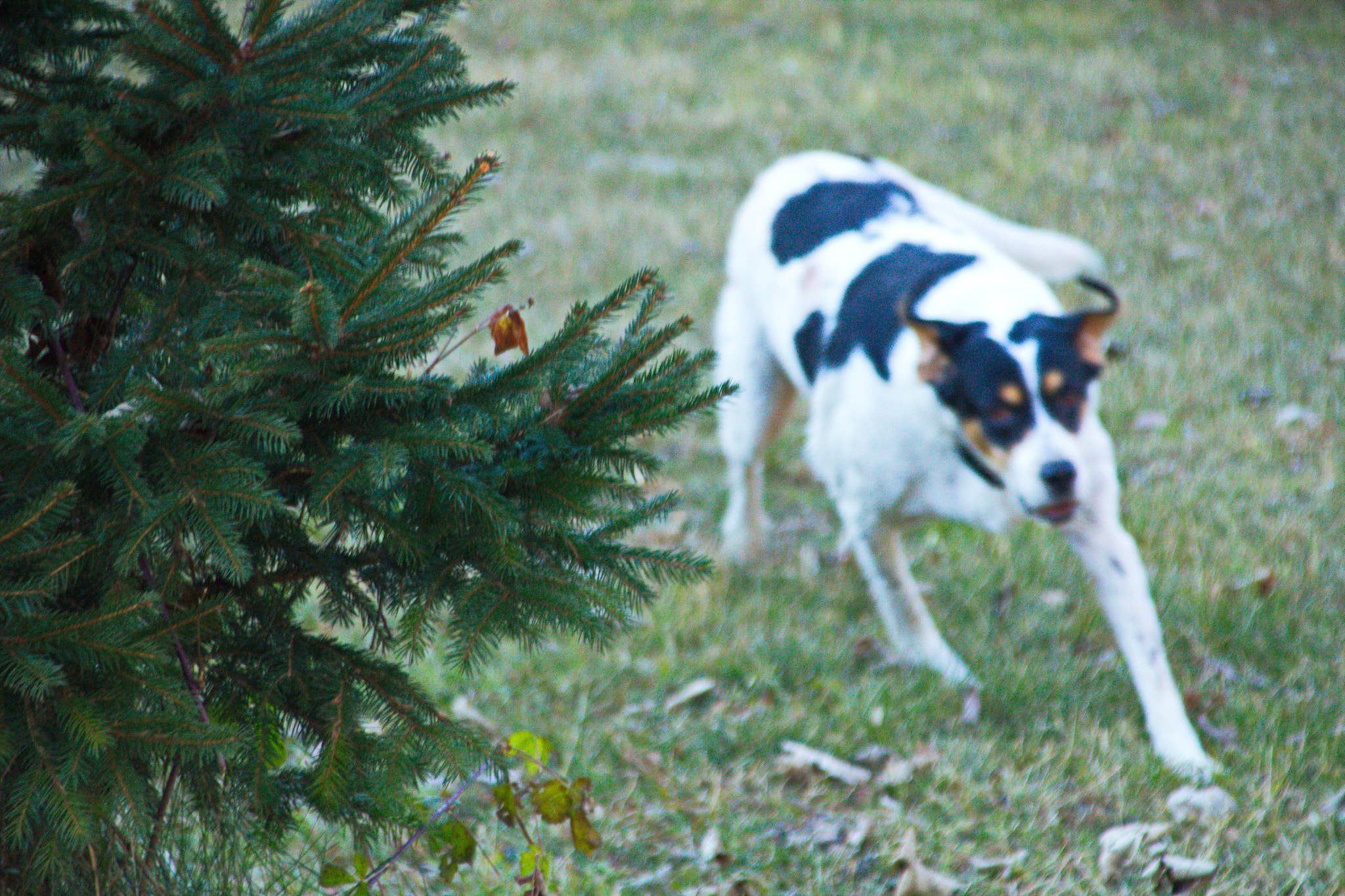 Canon EOS 1200D (EOS Rebel T5 / EOS Kiss X70 / EOS Hi) + Canon TS-E 90mm F2.8 Tilt-Shift sample photo. Dog running photography