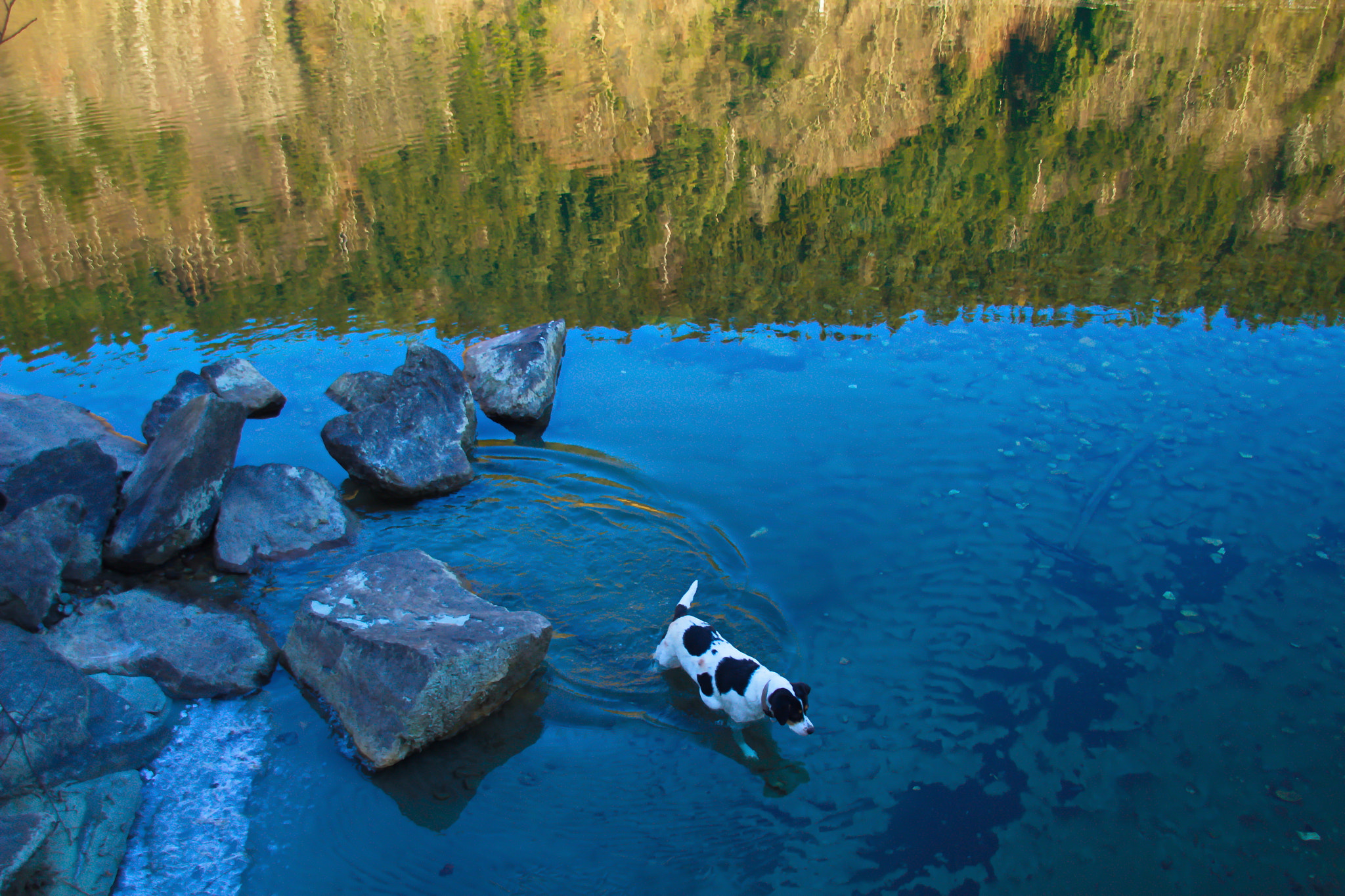 Canon EOS 1200D (EOS Rebel T5 / EOS Kiss X70 / EOS Hi) + Canon TS-E 90mm F2.8 Tilt-Shift sample photo. Dog playing in water photography