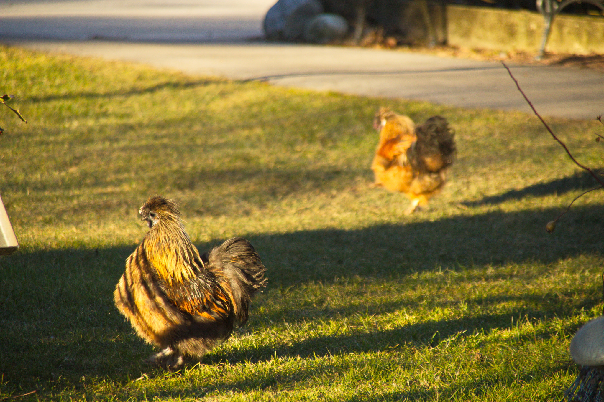 Canon EOS 1200D (EOS Rebel T5 / EOS Kiss X70 / EOS Hi) + Canon TS-E 90mm F2.8 Tilt-Shift sample photo. Proud rooster photography
