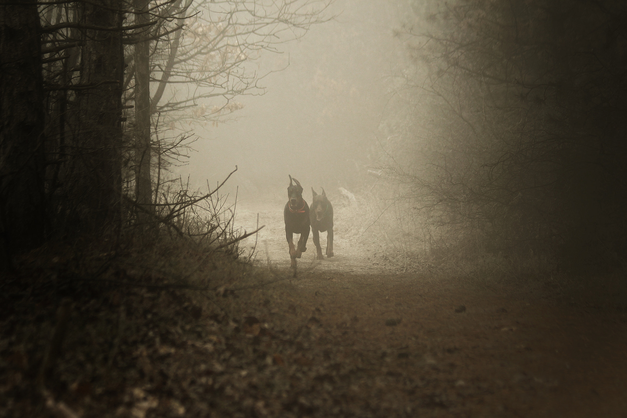 Canon EF 70-300mm F4-5.6 IS USM sample photo. Dobermanns in the morning fog photography